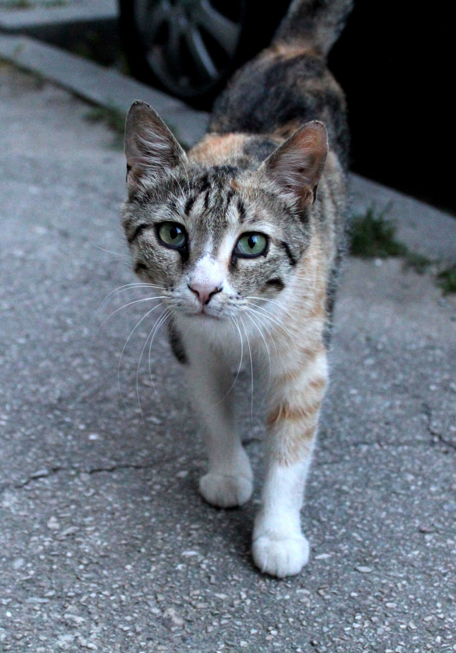 Canon EOS 1300D (EOS Rebel T6 / EOS Kiss X80) sample photo. Cat, beautiful, eyes photography