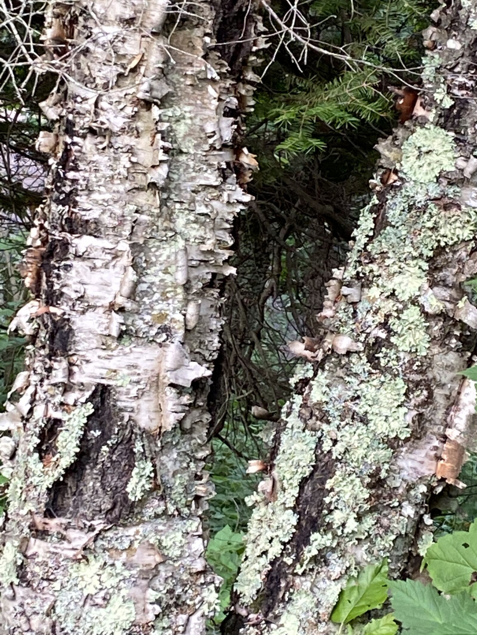 Apple iPhone 11 sample photo. Mossy, bark, nature photography