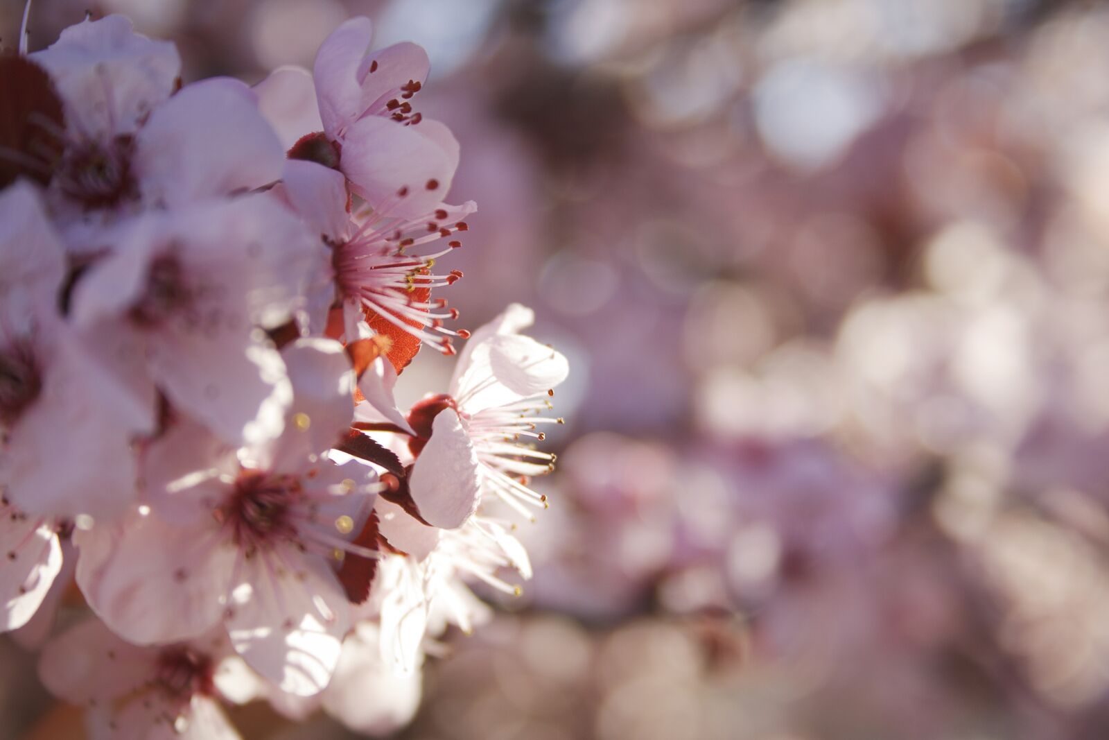 Canon EOS 1000D (EOS Digital Rebel XS / EOS Kiss F) sample photo. Flowers, bloom, plum photography