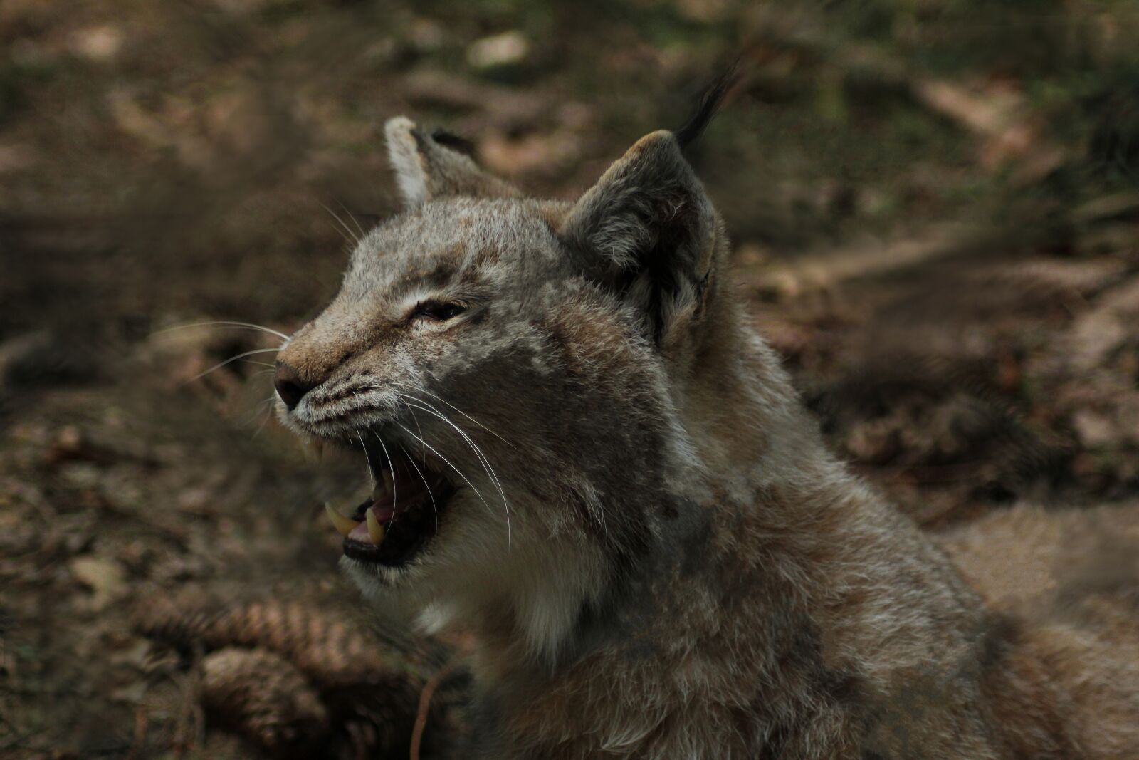 Canon EOS 1300D (EOS Rebel T6 / EOS Kiss X80) sample photo. Lynx, wildlife park, eat photography