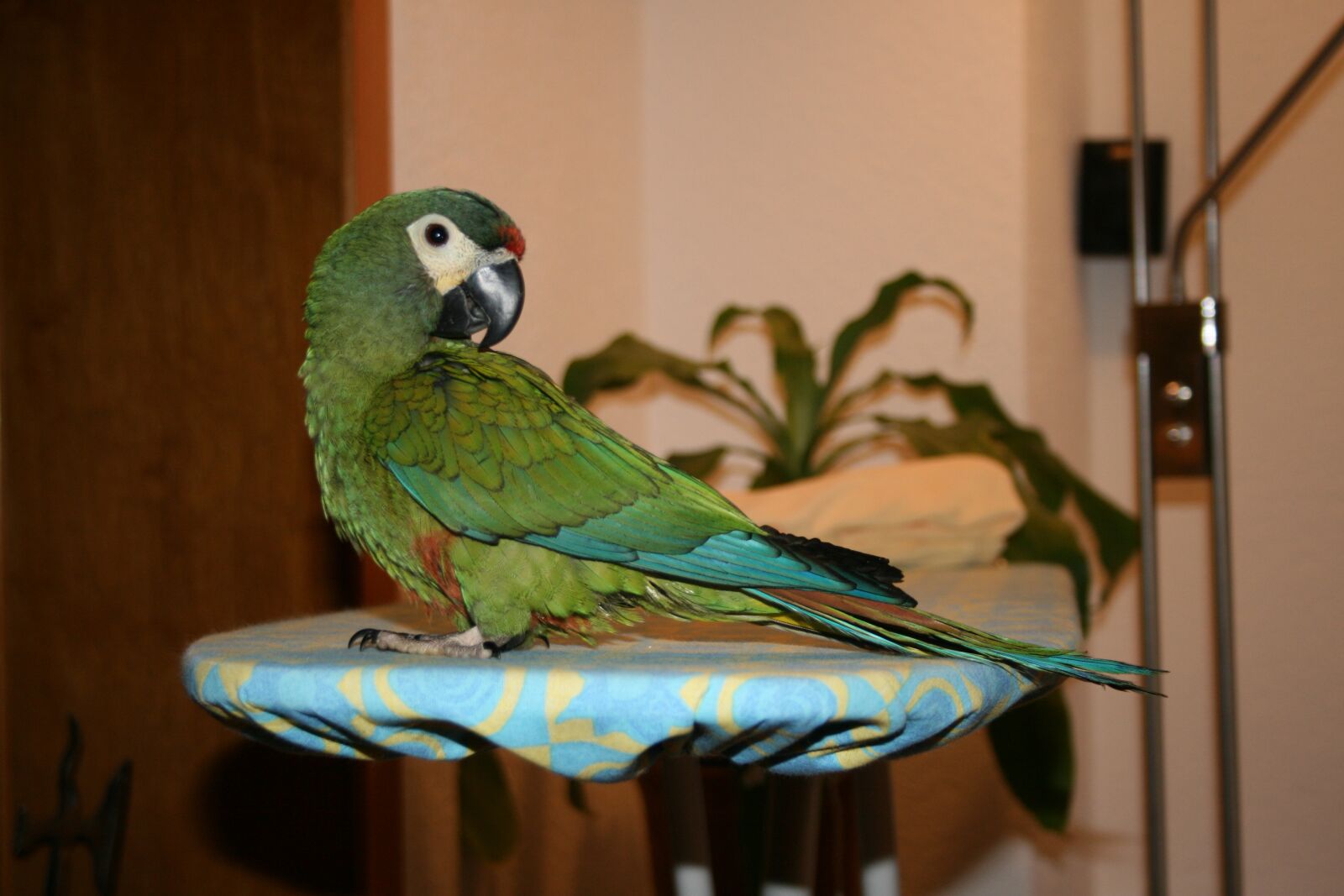Canon EOS 400D (EOS Digital Rebel XTi / EOS Kiss Digital X) sample photo. Bird, nature, parrot photography