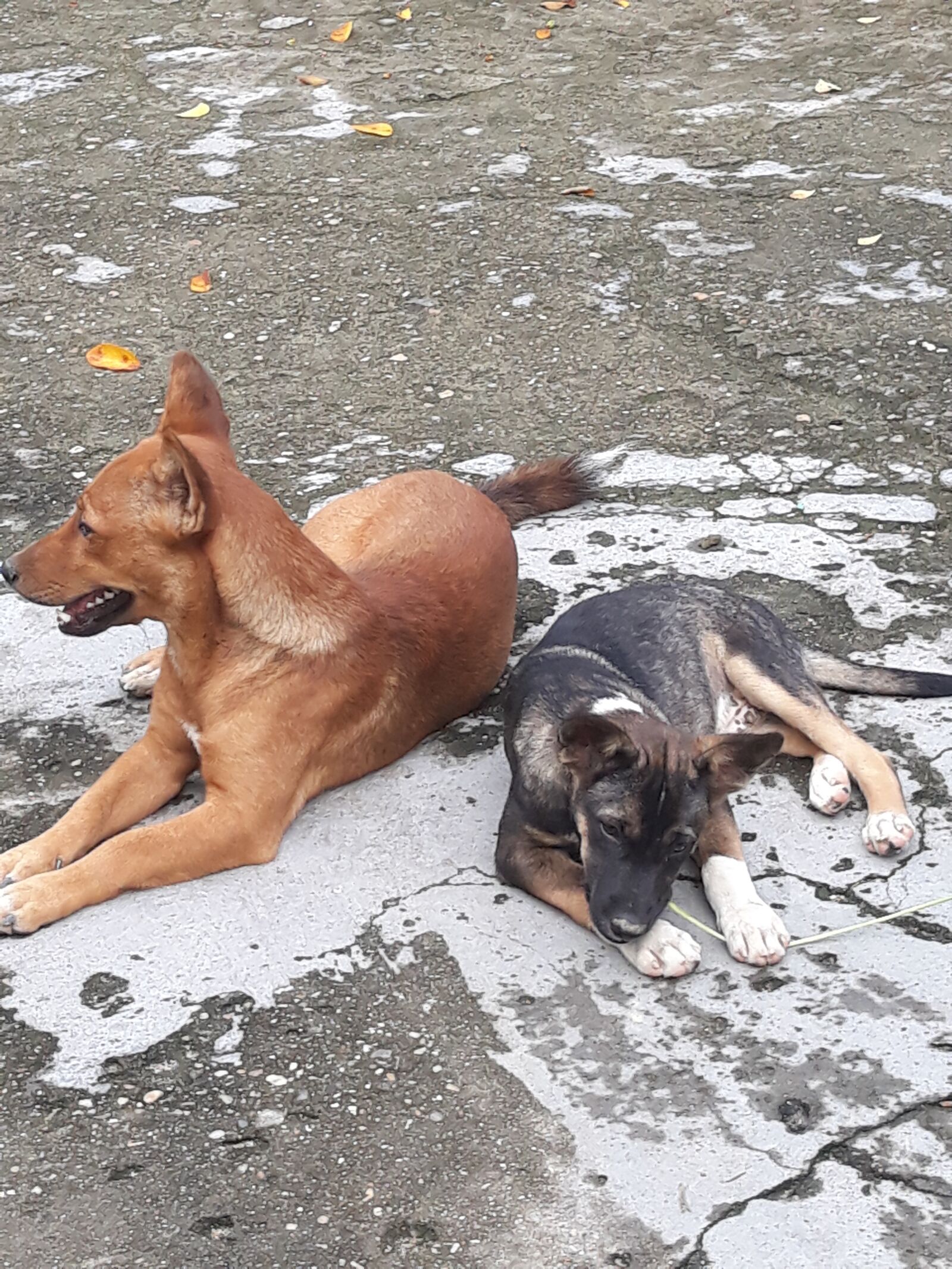 Samsung Galaxy J7 Pro sample photo. Dog, friend, animal photography