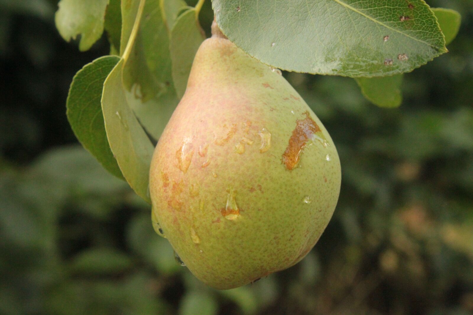 Canon EOS 500D (EOS Rebel T1i / EOS Kiss X3) sample photo. Pear, rain, green photography