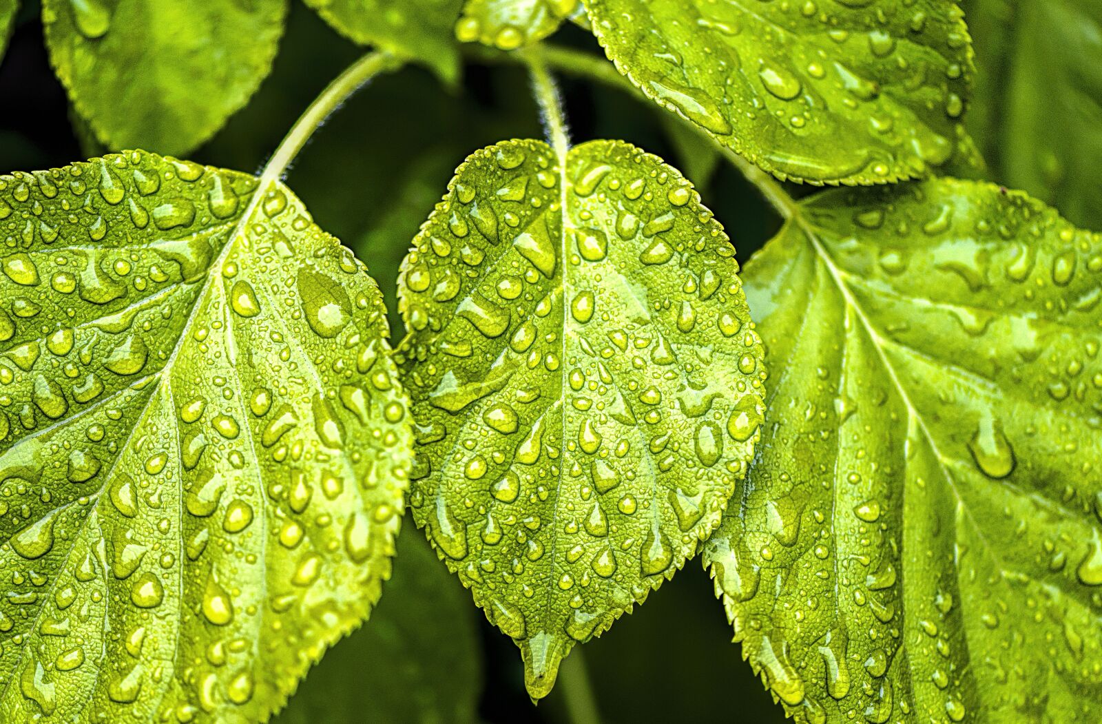 Nikon D610 sample photo. Leaf, green, nature photography