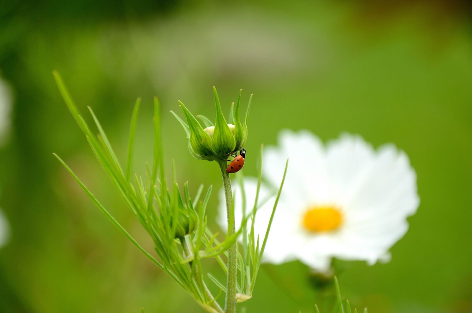Nikon D7000 sample photo. Ladybug, flower, nature photography