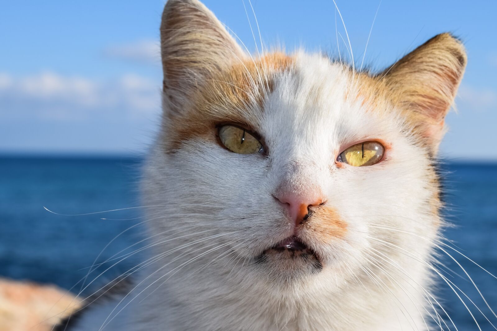 Nikon D3300 sample photo. Cat, stray, animal photography