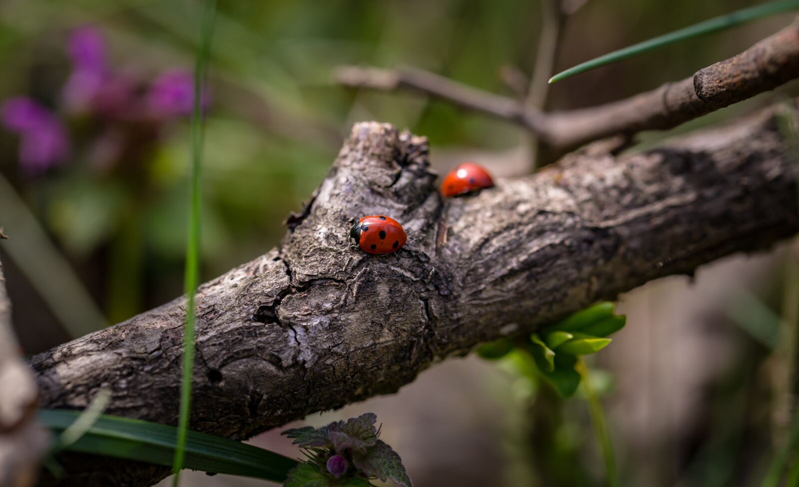 Canon EF 100mm F2.8L Macro IS USM sample photo. Ladybirds, macro, nature photography