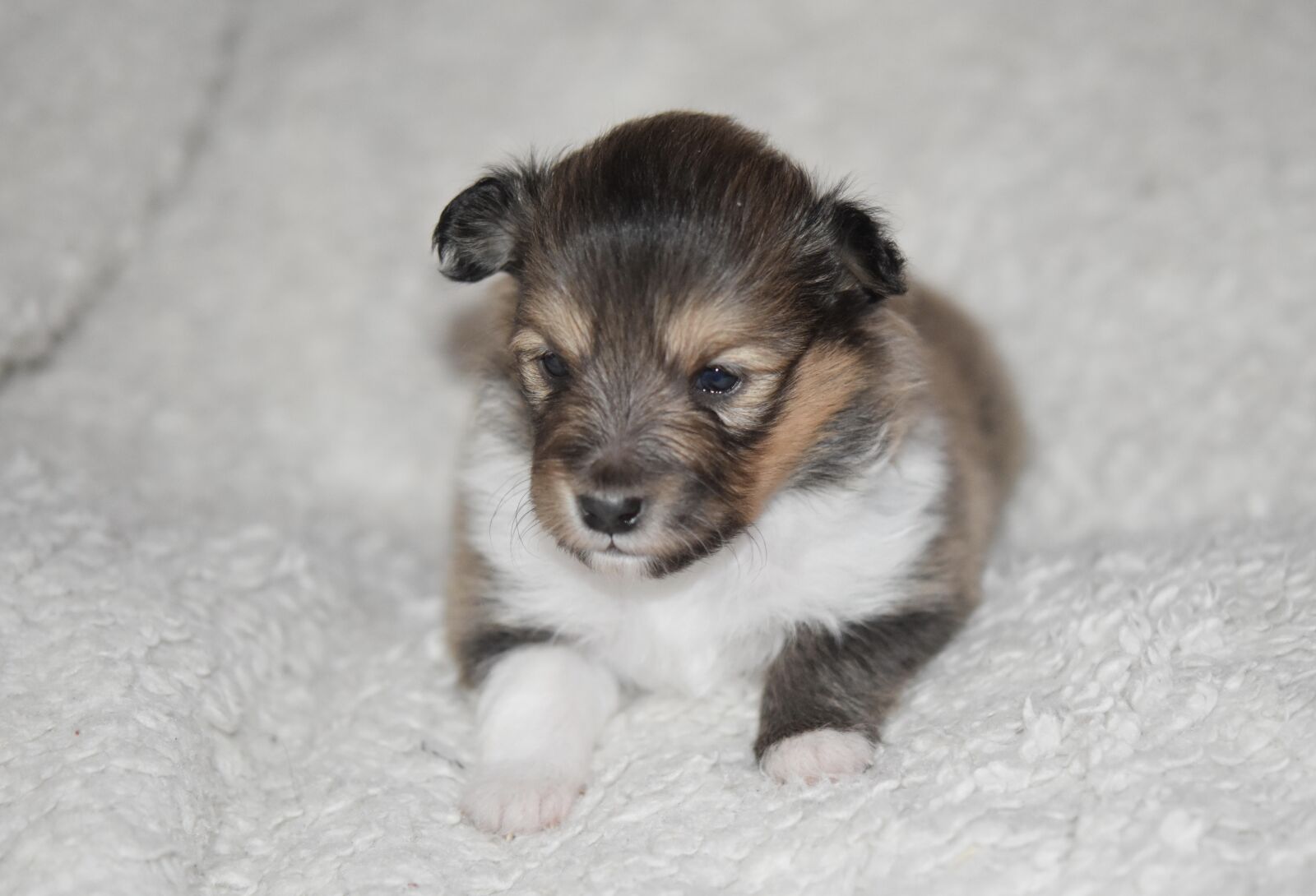 Nikon D5600 sample photo. Puppy, puppy shetland sheepdog photography