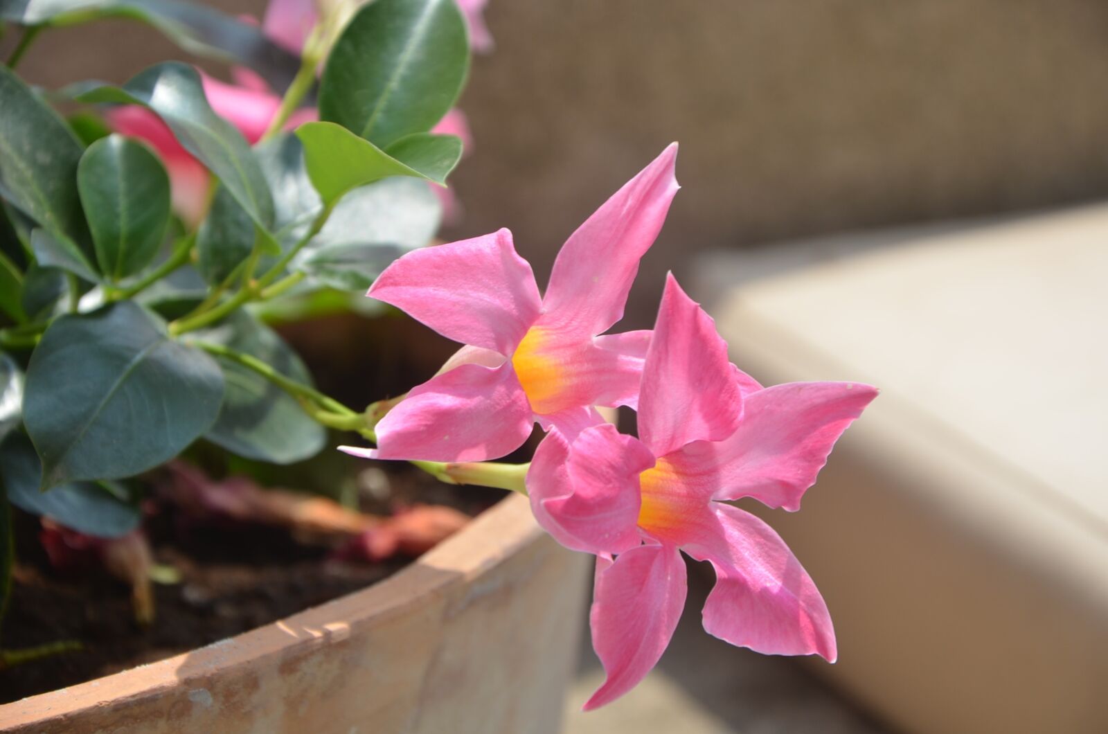 Nikon D5100 sample photo. Flower, flowers, bloom photography