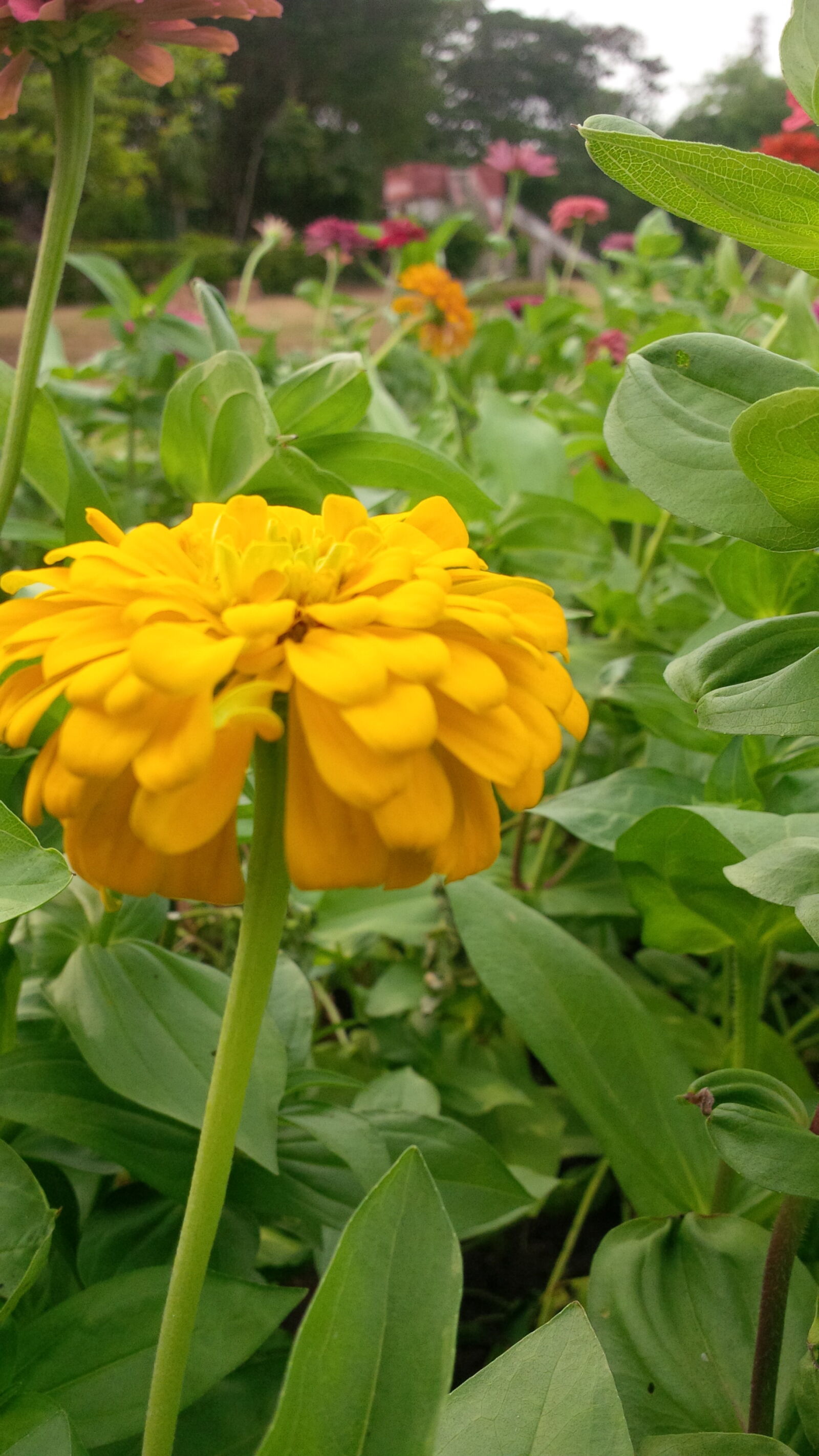 BlackBerry Z10 sample photo. Beautiful, flowers photography