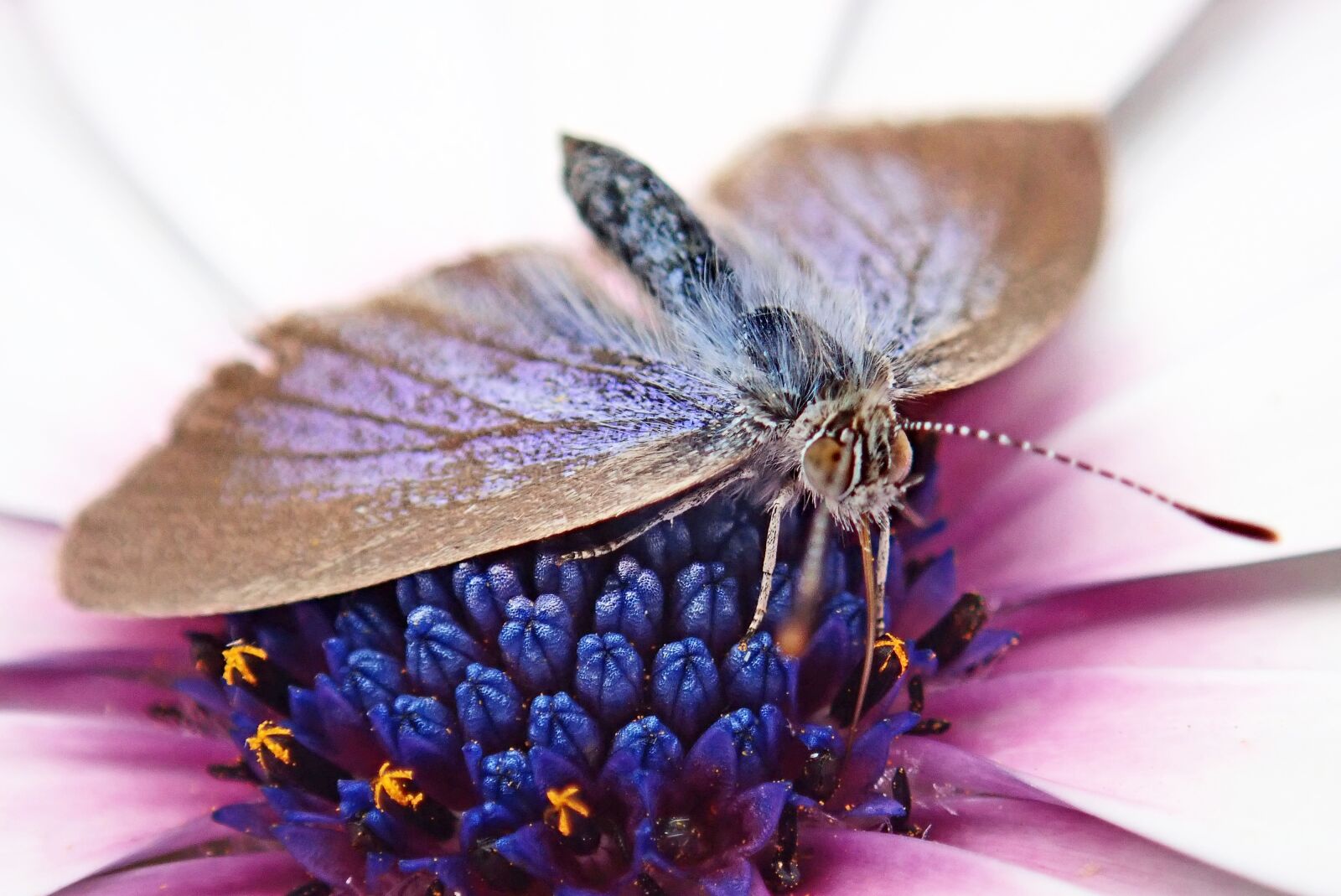 Olympus TG-5 sample photo. Butterfly, insect, nectar photography