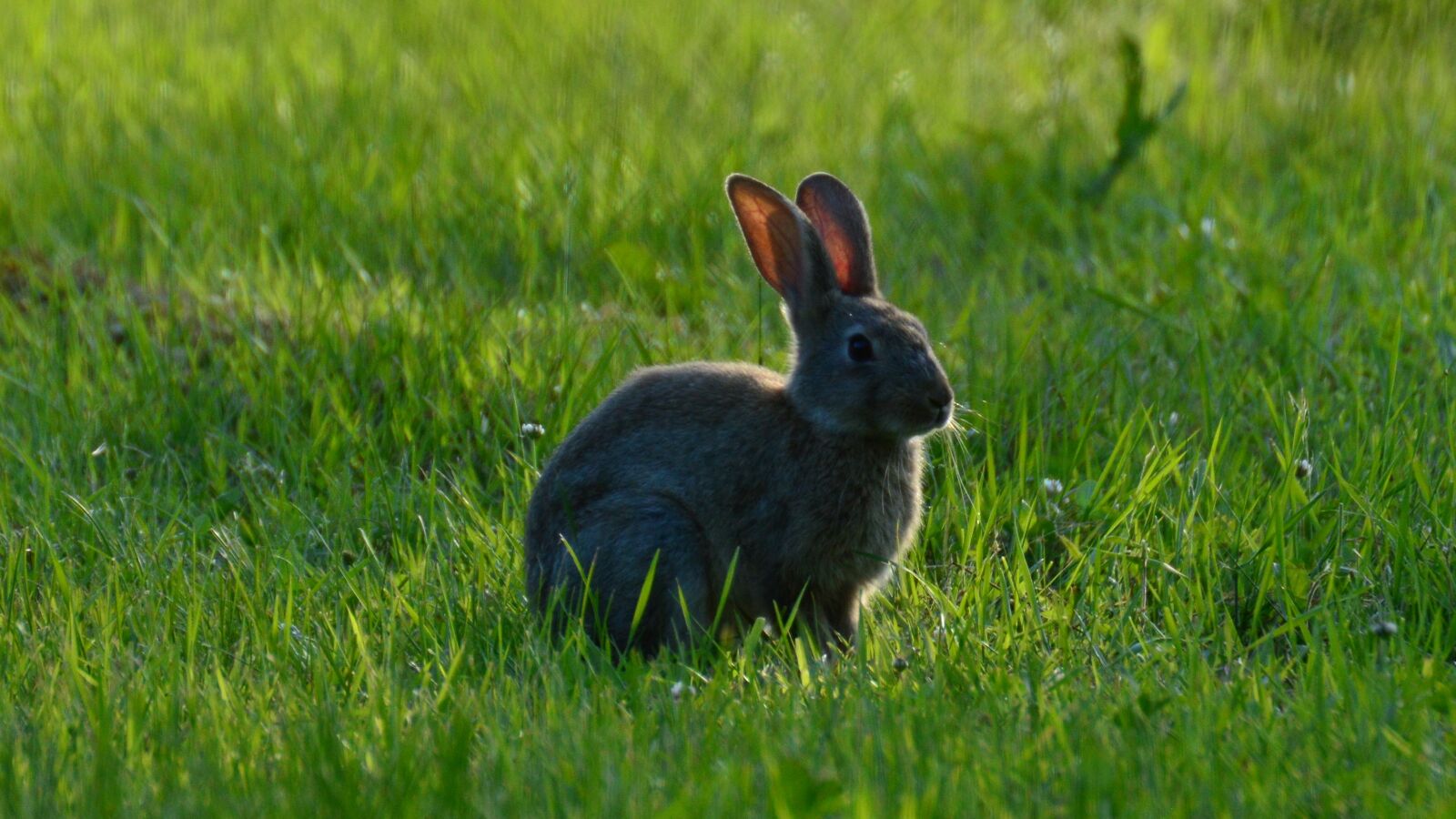 Nikon D3200 sample photo. Rabbit, wild, grass photography