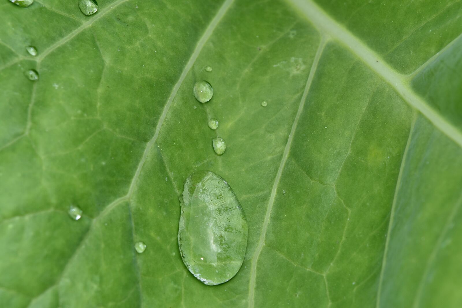 Nikon D5500 sample photo. Dew, leaf, plant, herb photography