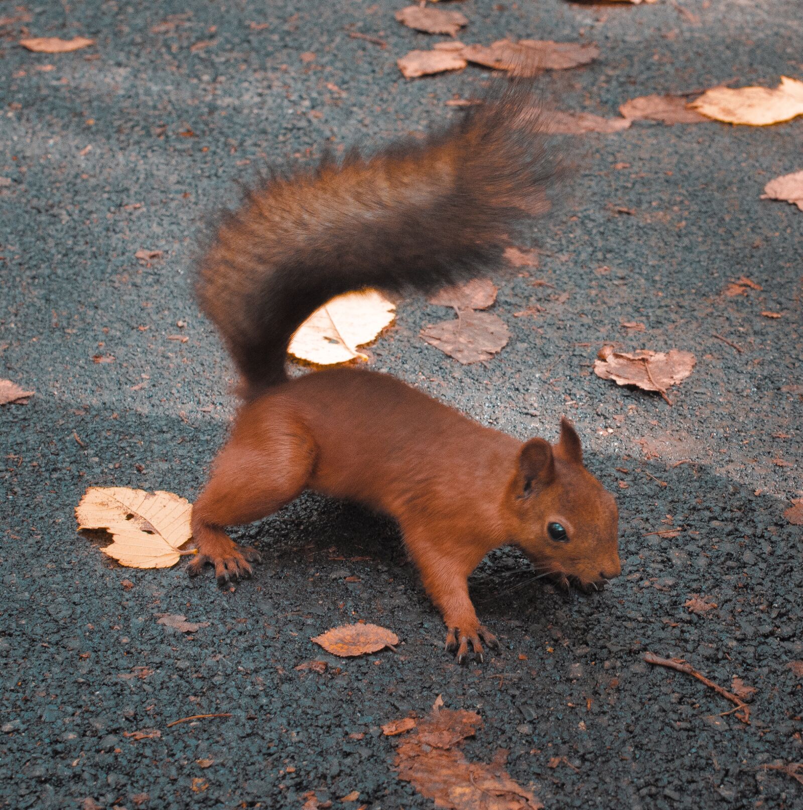 Nikon D7000 sample photo. Squirrel, park, living nature photography