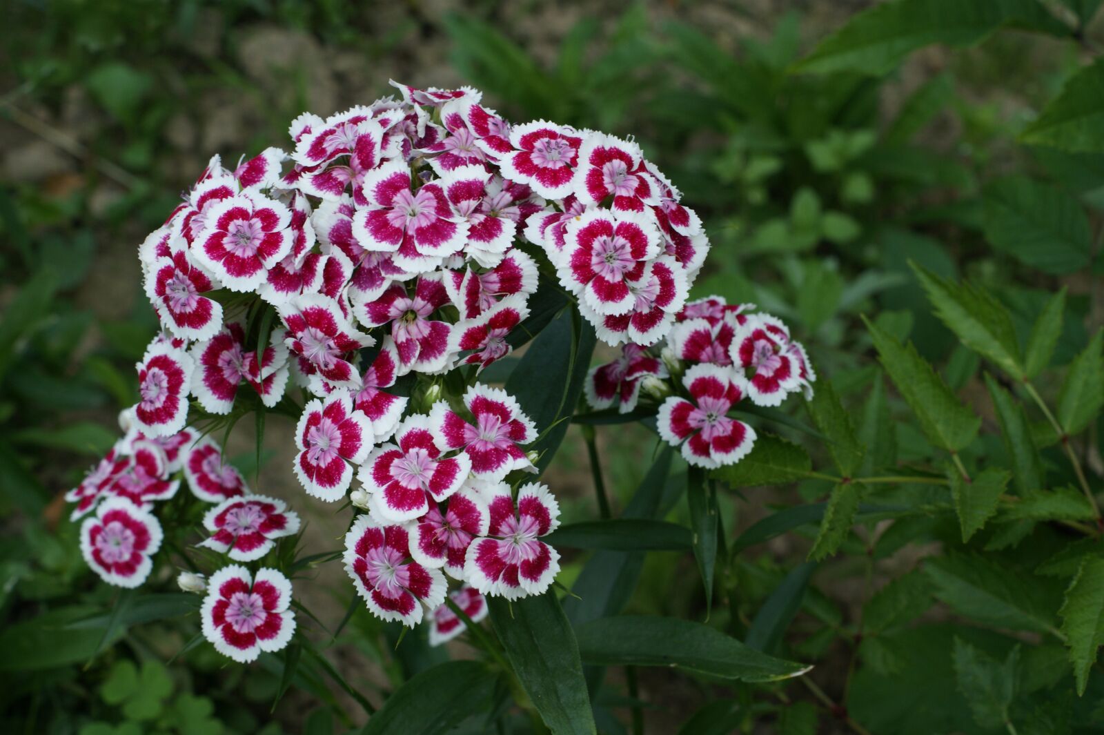 Sony Alpha DSLR-A390 sample photo. Pink, was, violet photography