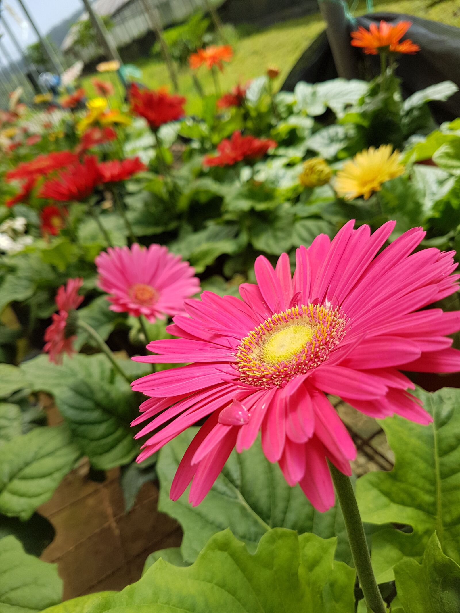 Samsung Galaxy S7 Edge sample photo. Flower, pink, spring photography
