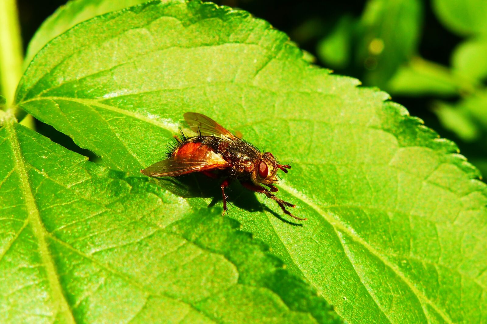 Panasonic Lumix DMC-FZ200 sample photo. Animals, invertebrates, insect photography