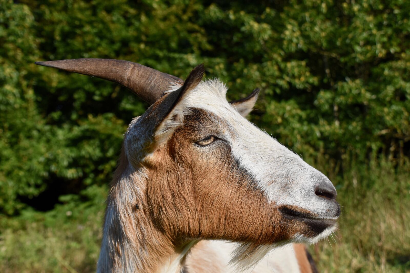 Nikon D5600 sample photo. Goat, ruminant, goat p photography