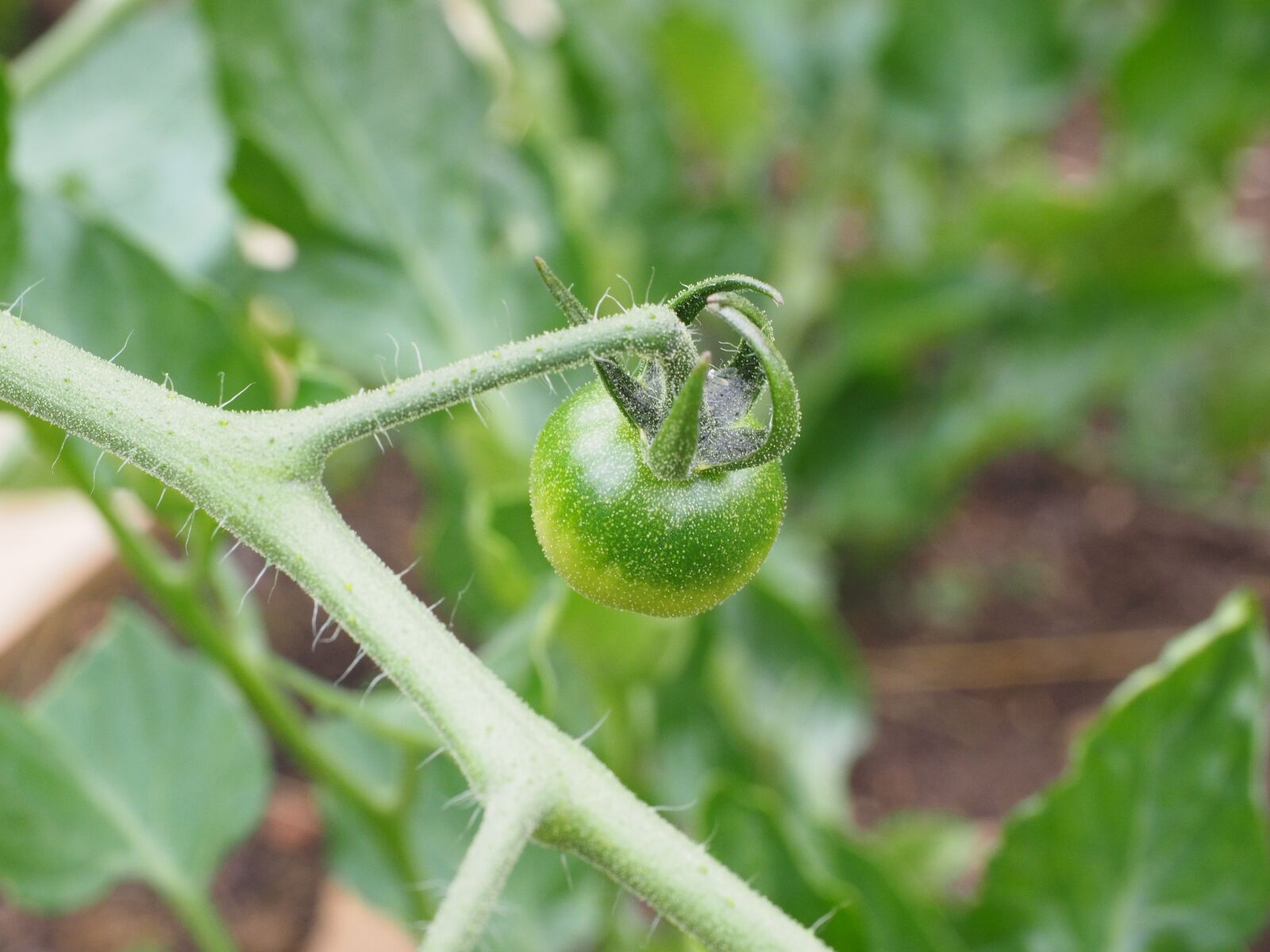 Olympus OM-D E-M1 + Olympus M.Zuiko Digital ED 12-40mm F2.8 Pro sample photo. Tomato, green, vegetables photography