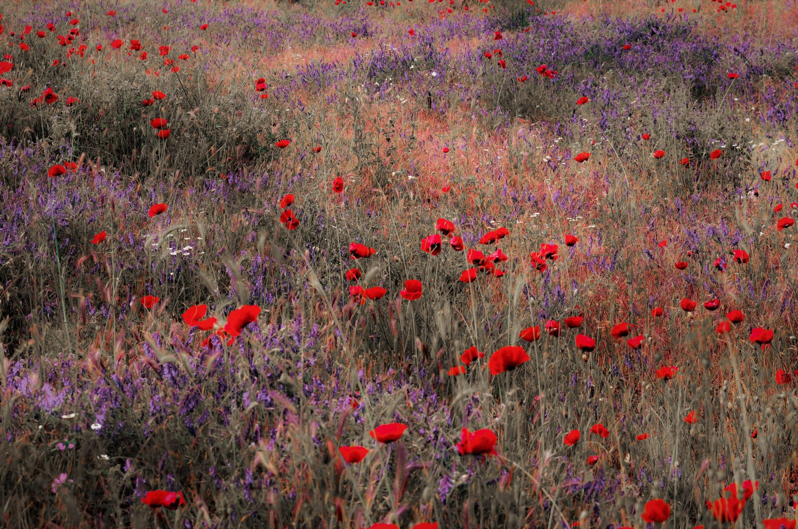 Tamron SP 24-70mm F2.8 Di VC USD sample photo. Poppies, fields, greece photography