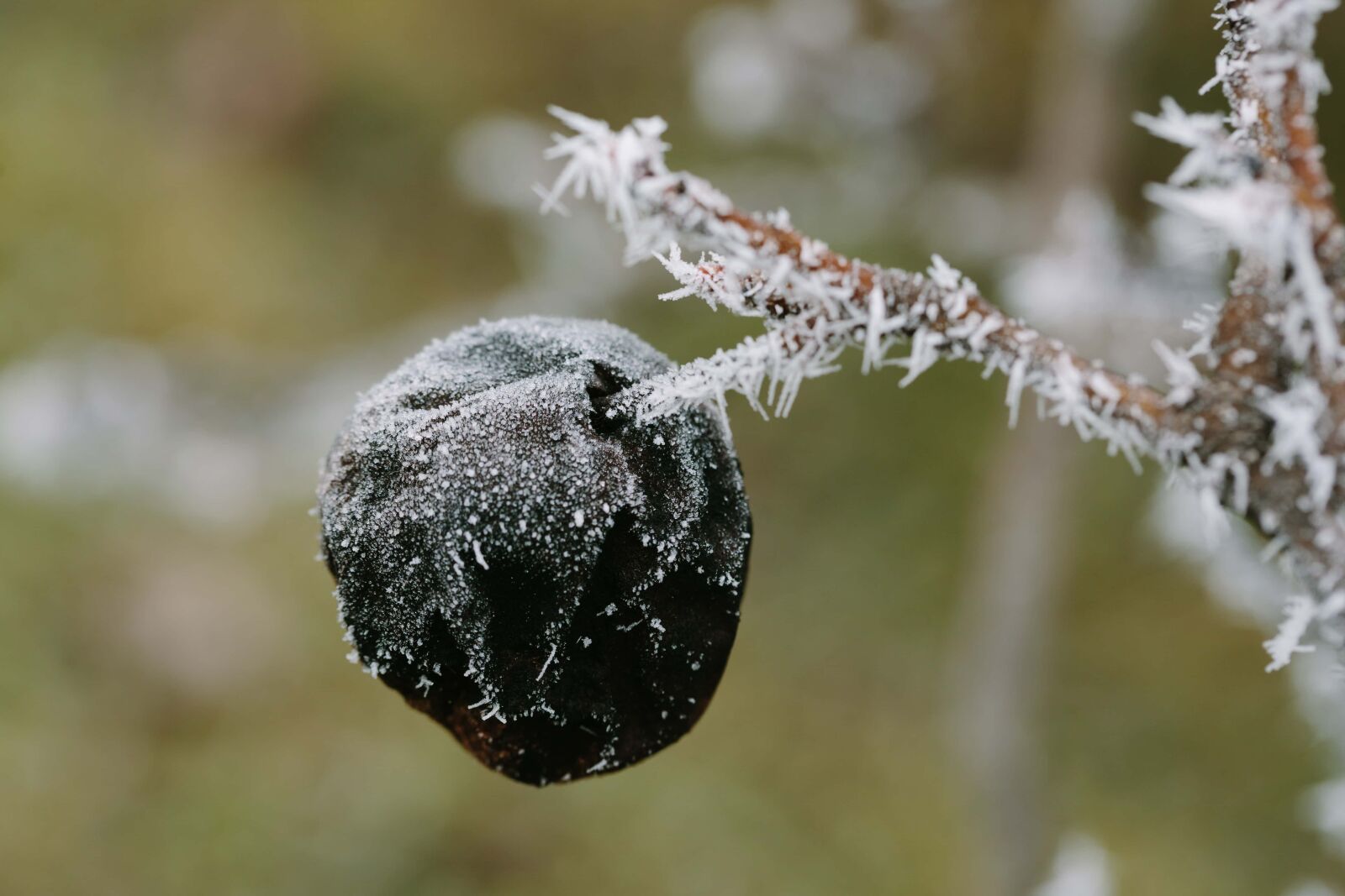 Canon EF 100mm F2.8 Macro USM sample photo. Frost, tree, winter, snow photography