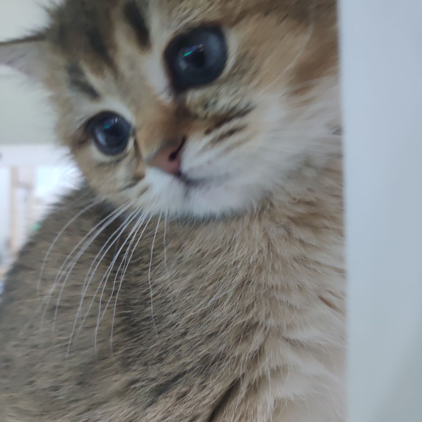 Xiaomi MI 8 SE sample photo. Cat, cute, life photography