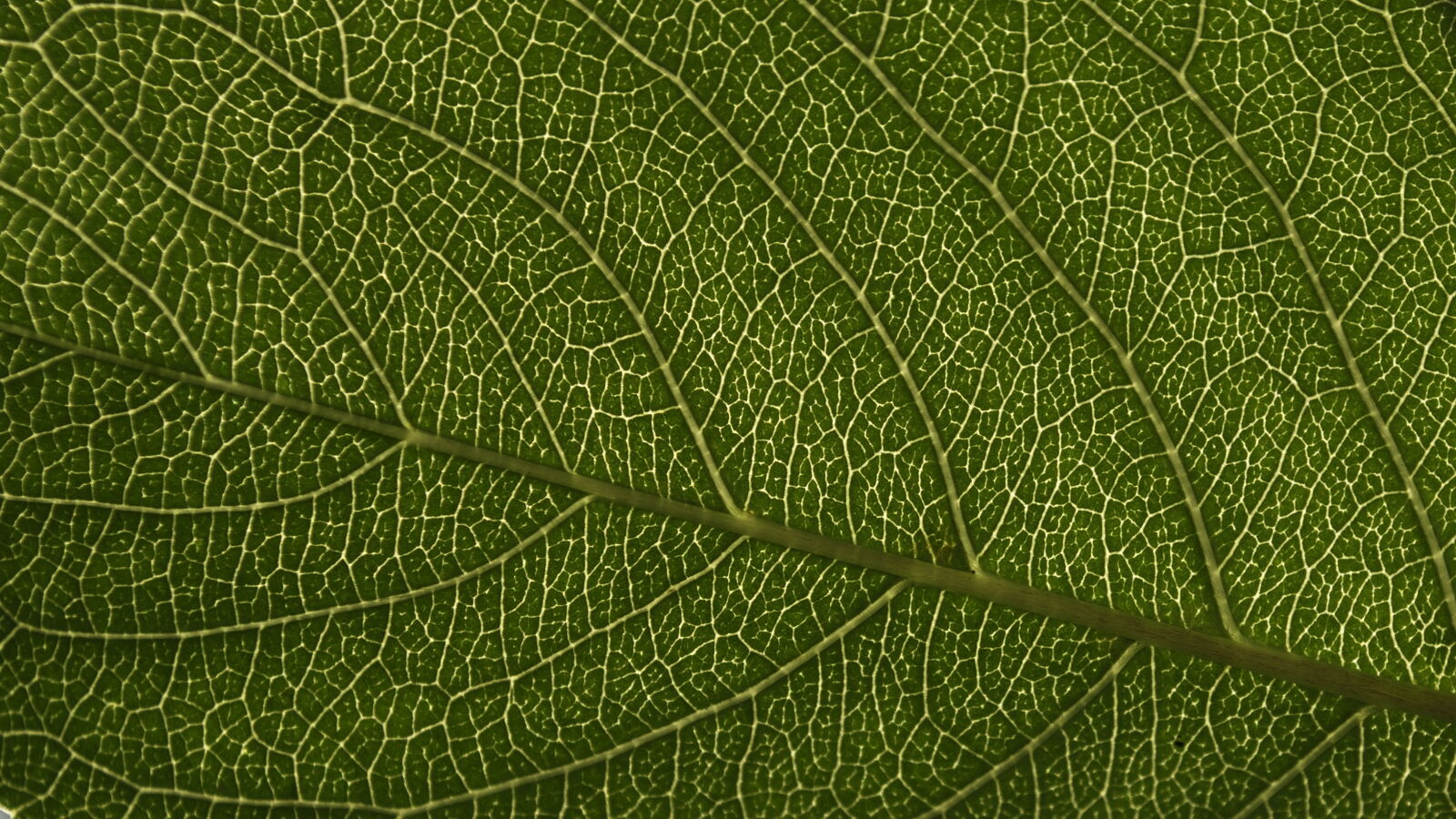 Nikon D3100 sample photo