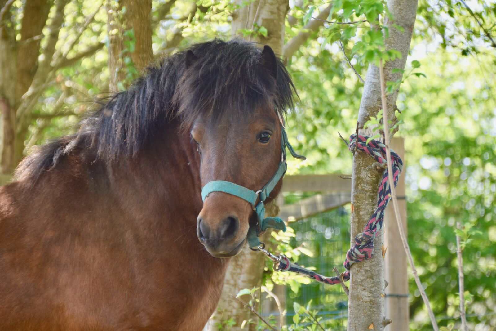 Nikon D5600 sample photo. Pony, shetland pony, equines photography