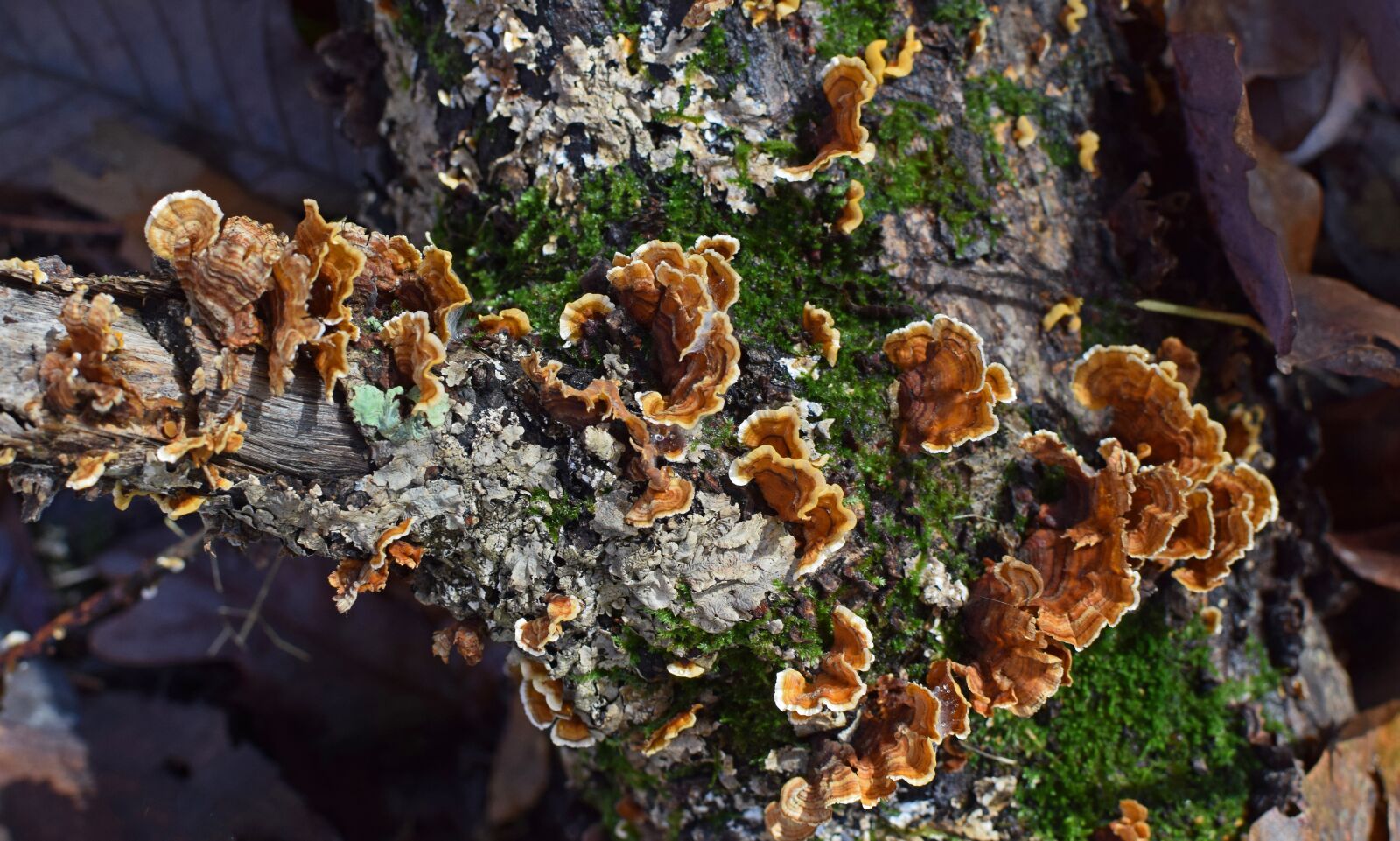 Nikon D3300 sample photo. Mushrooms, lichens, symbiotic photography