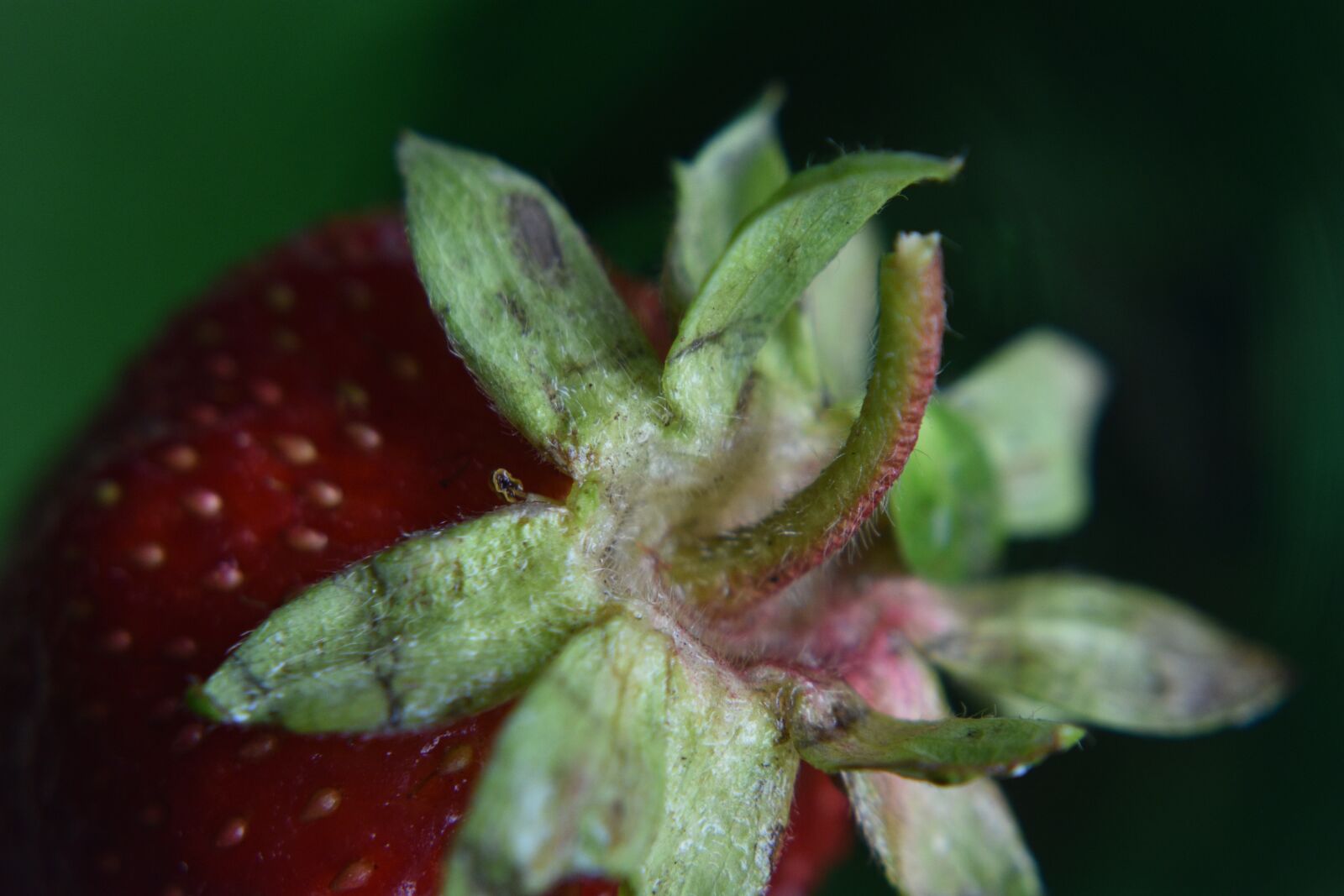 Nikon D3400 sample photo. Strawberry, strawberries, fruit photography