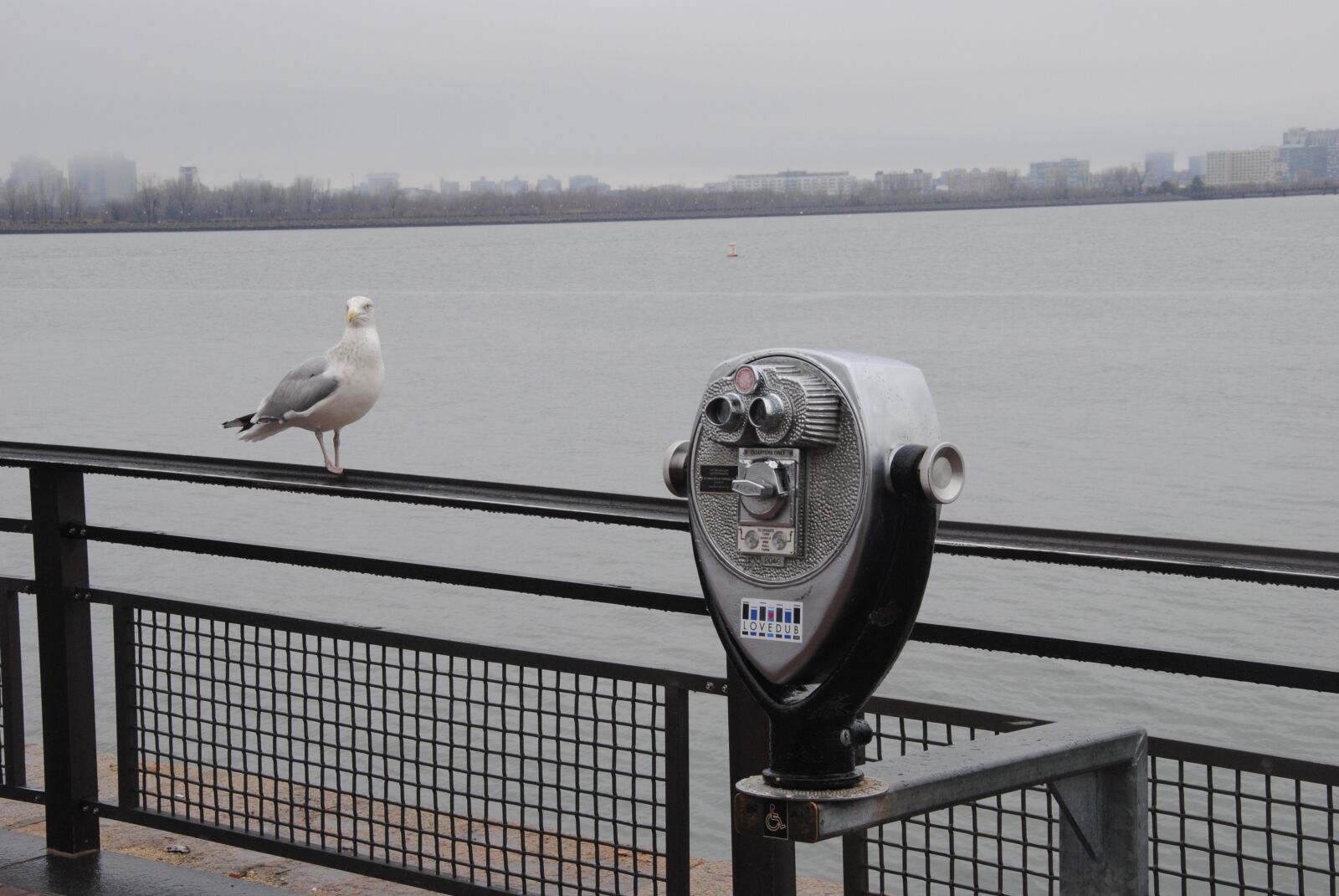 Nikon D3000 sample photo. Seagull, outlook, ocean photography