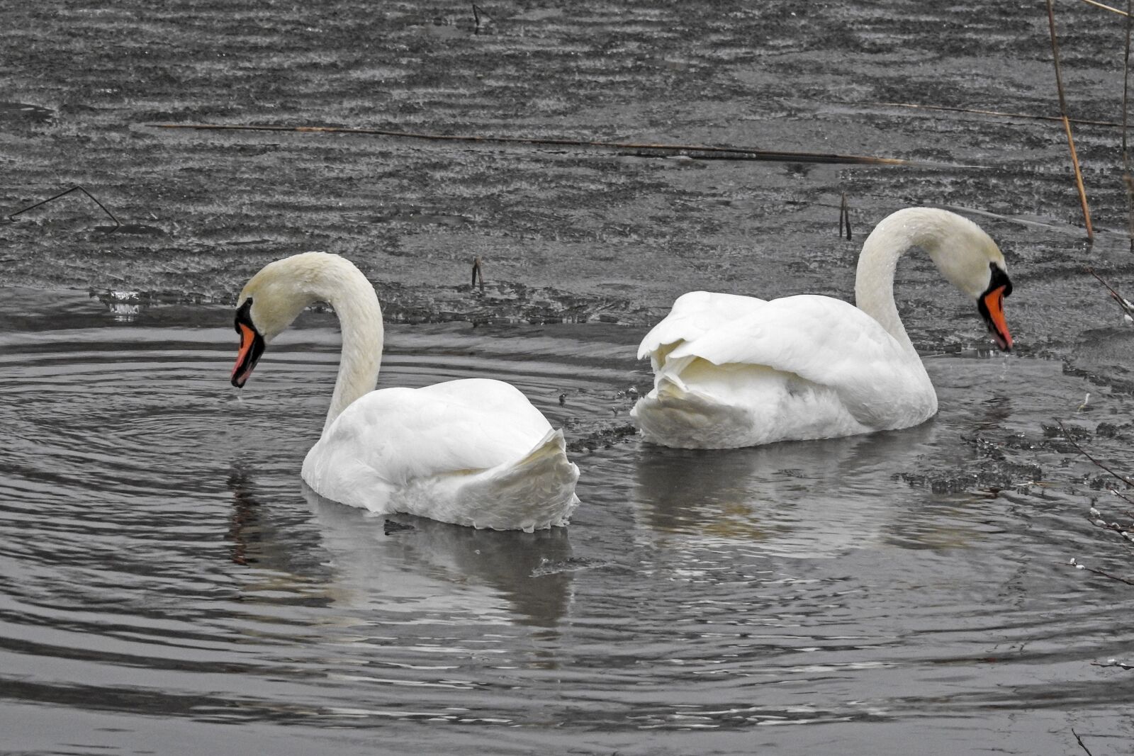 Nikon Coolpix P900 sample photo. Mute swan, spring, finland photography