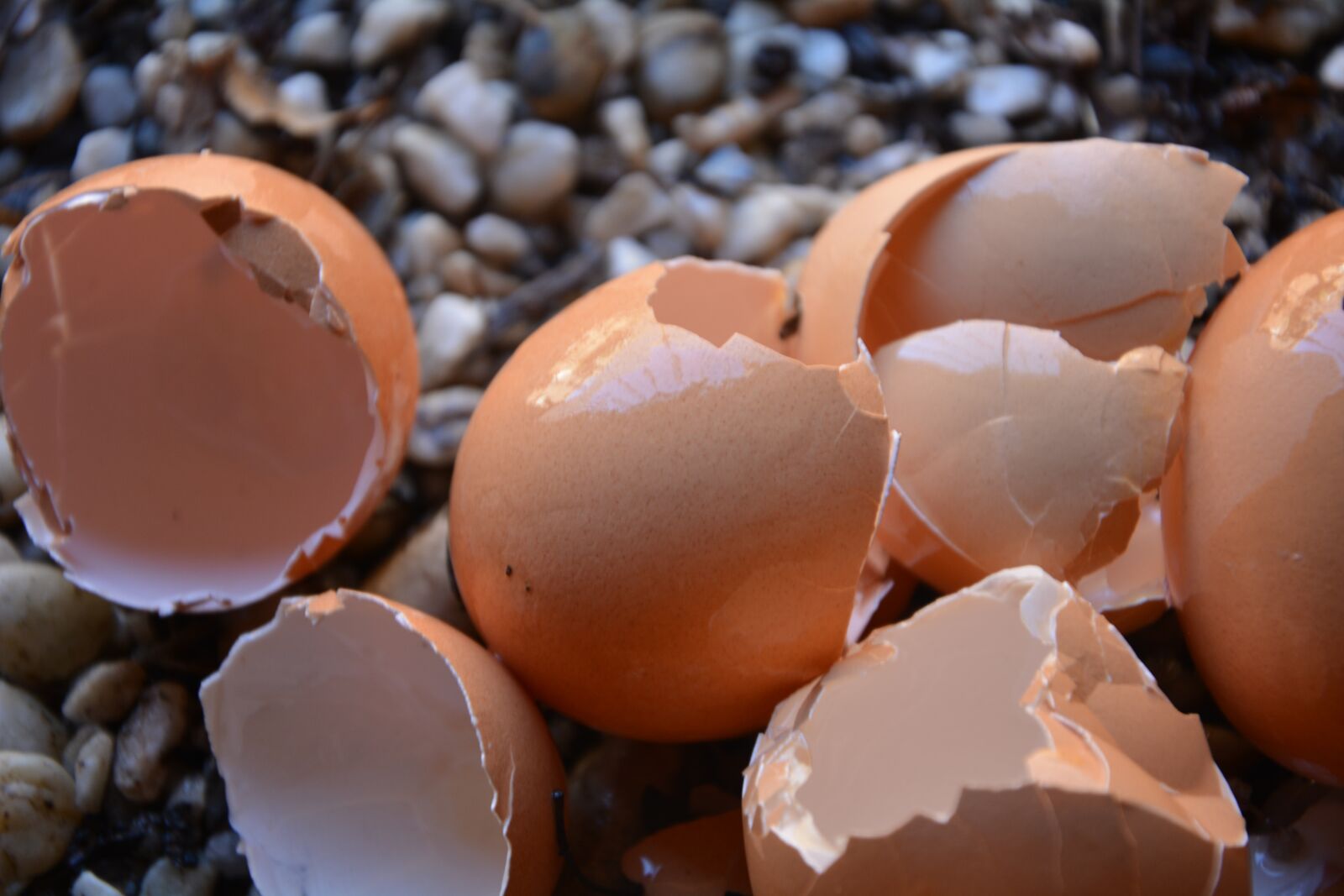 Nikon D5200 sample photo. Egg shells, broken, calcium photography