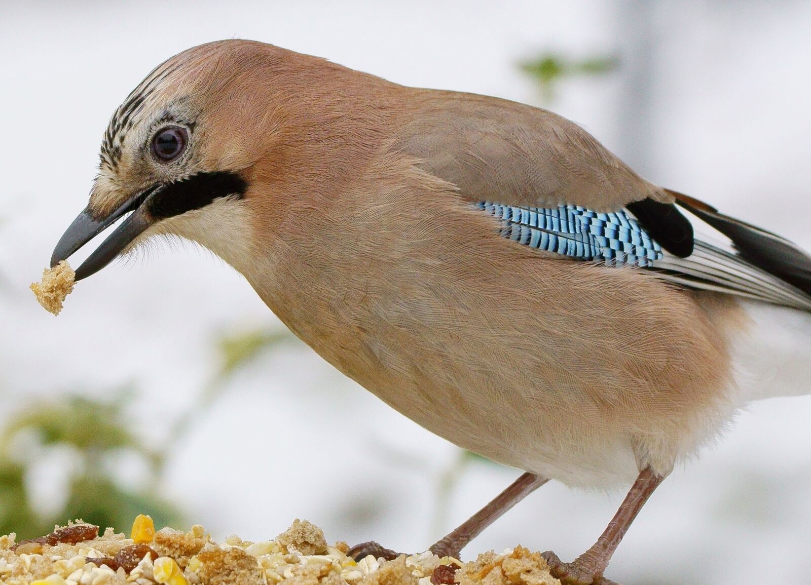 Sony ILCA-77M2 sample photo. Birds, nature, animals photography