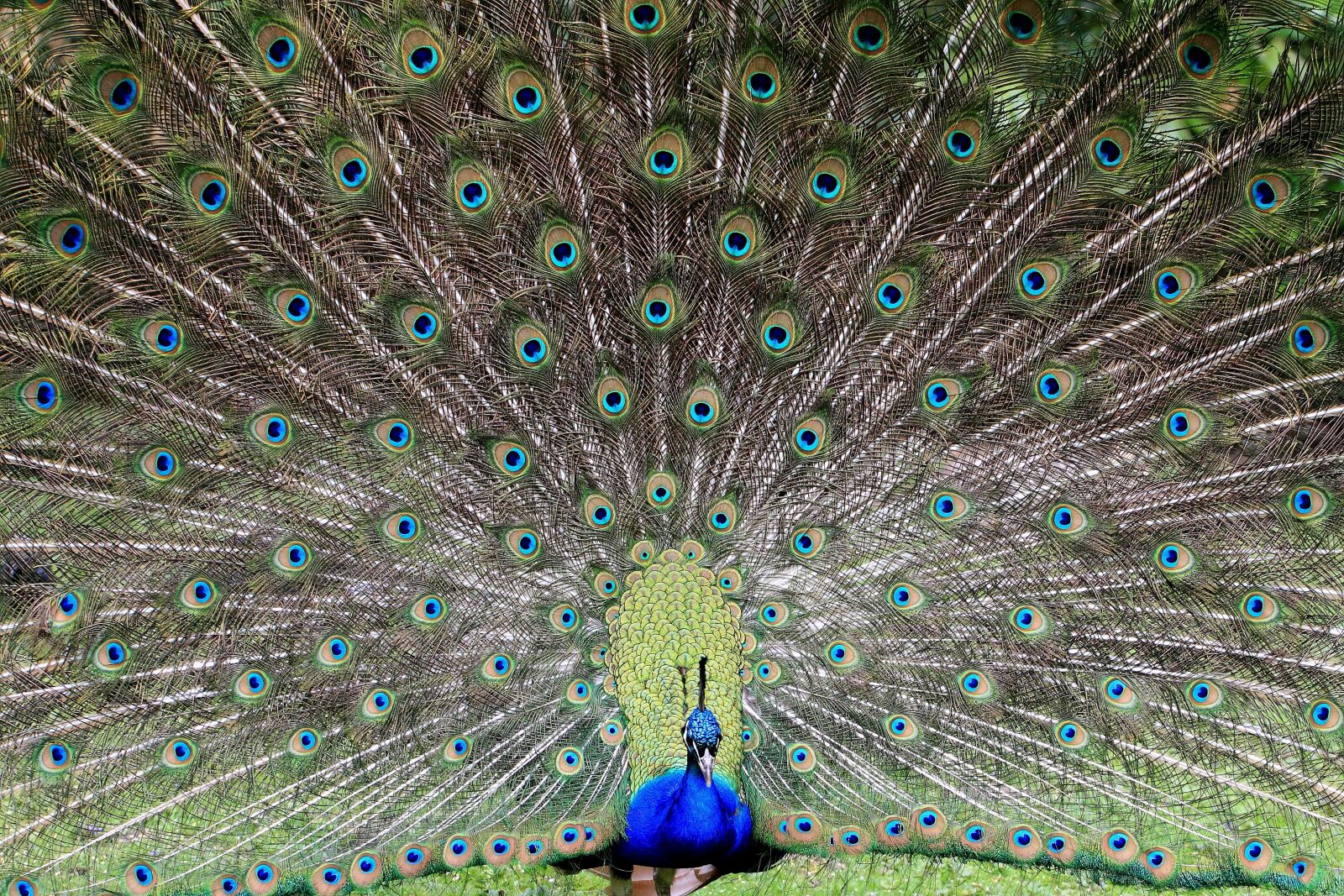 Canon EOS 7D sample photo. Pride, peacock, bird photography