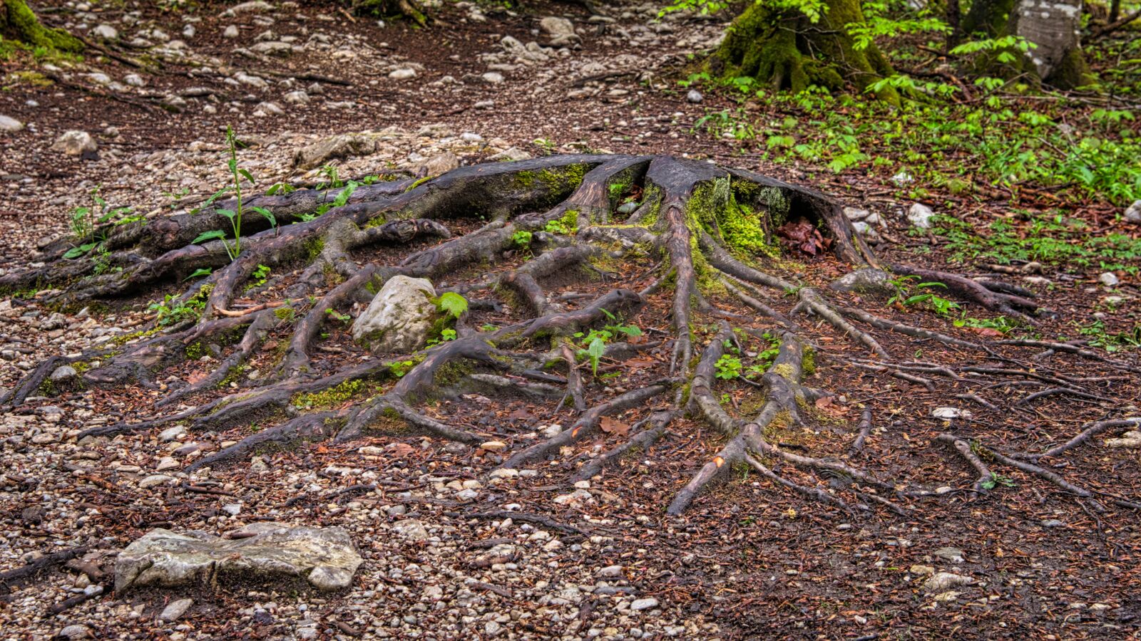 Nikon D7500 sample photo. Tree root, the ground photography
