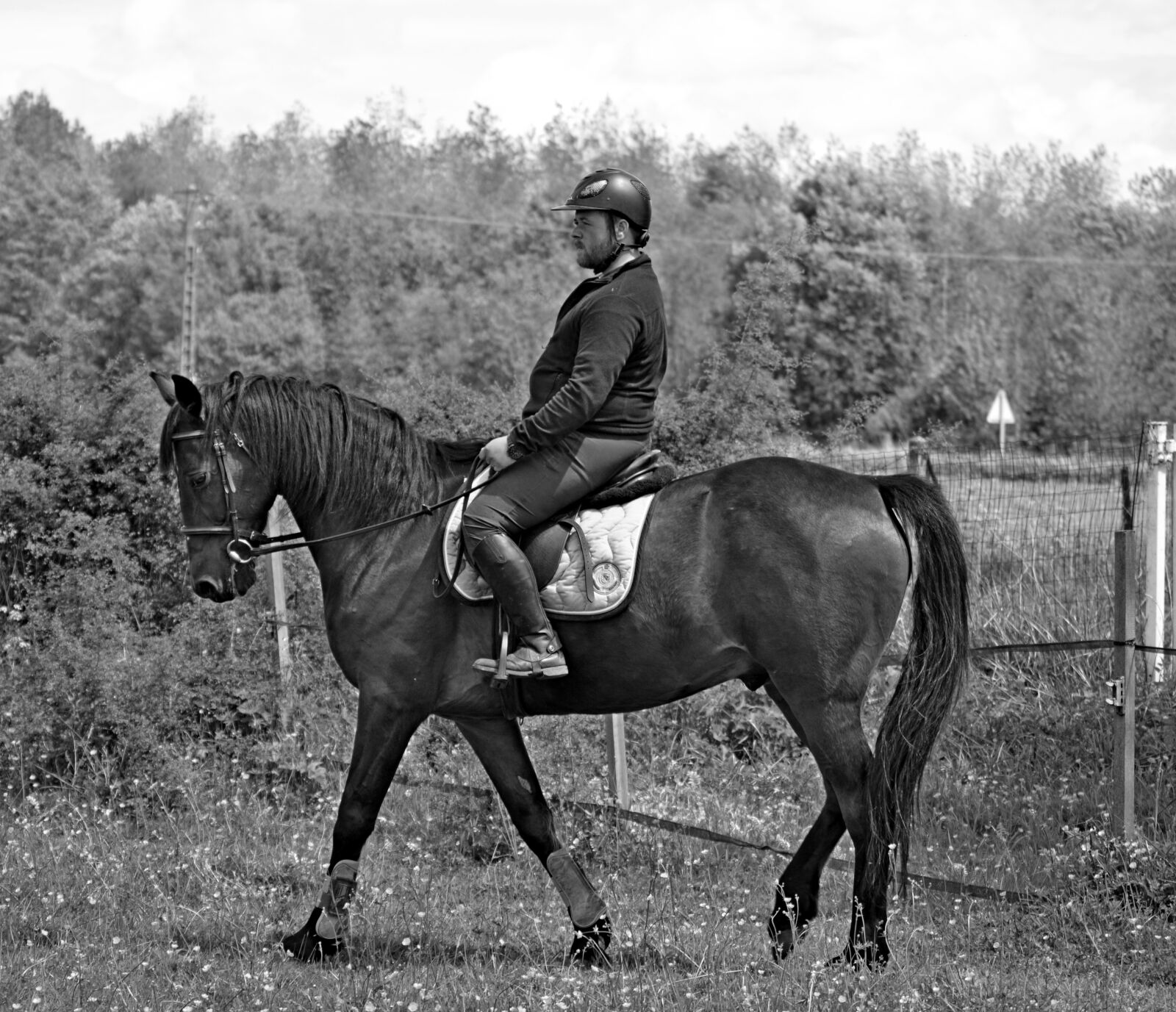 Nikon D3200 sample photo. Horse, animal, equestrian photography
