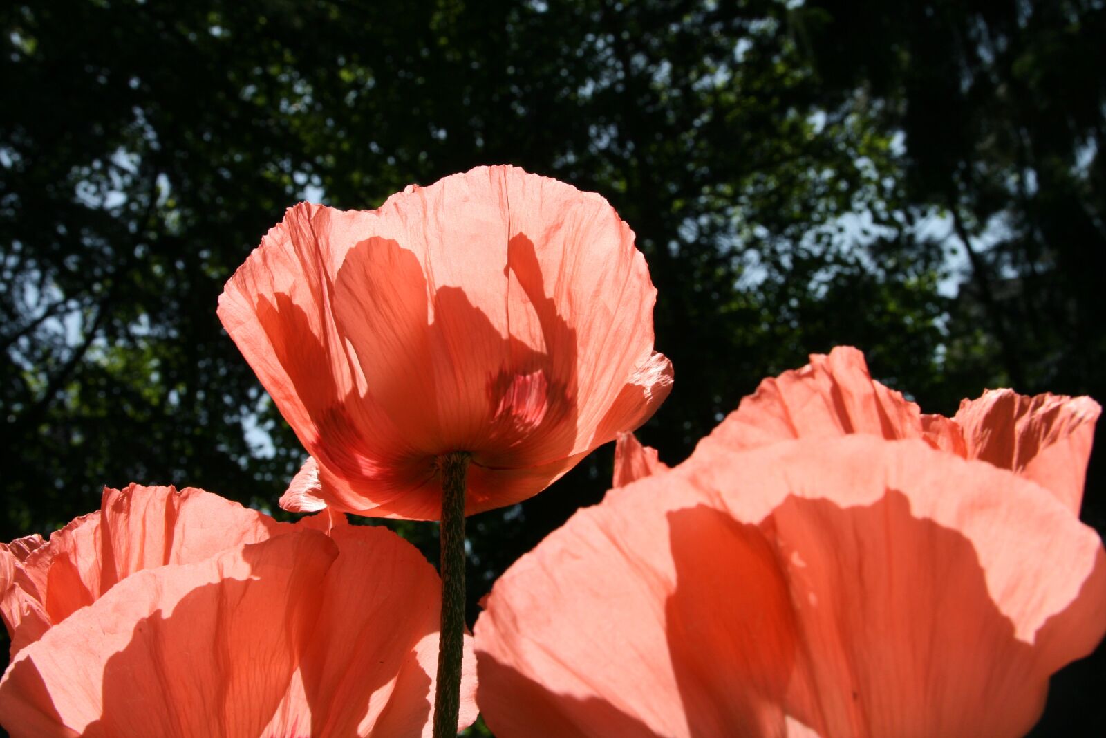 Canon EOS 400D (EOS Digital Rebel XTi / EOS Kiss Digital X) sample photo. Nature, poppy, flower photography