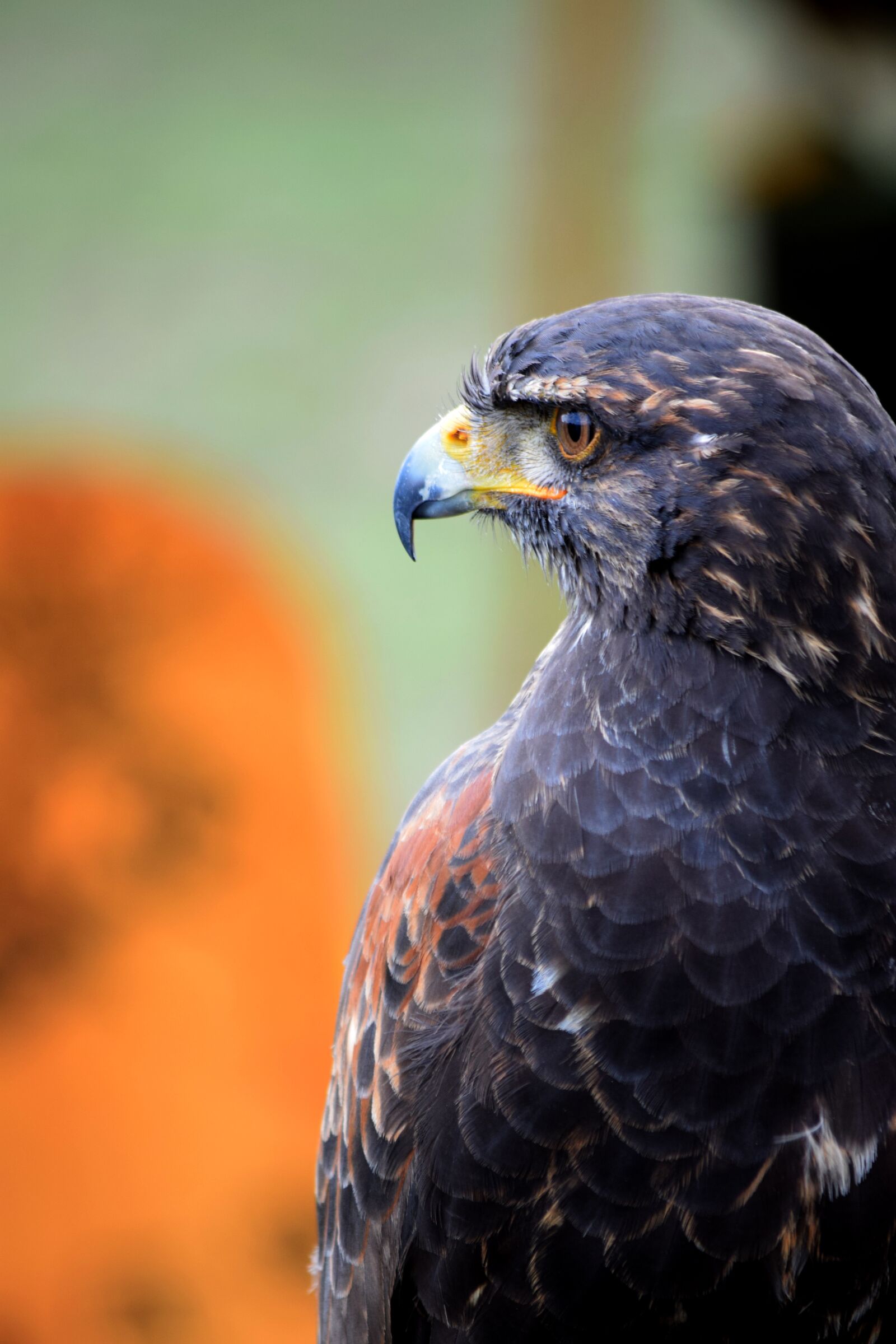 Nikon D5300 sample photo. Falcon, raptor, falconry photography