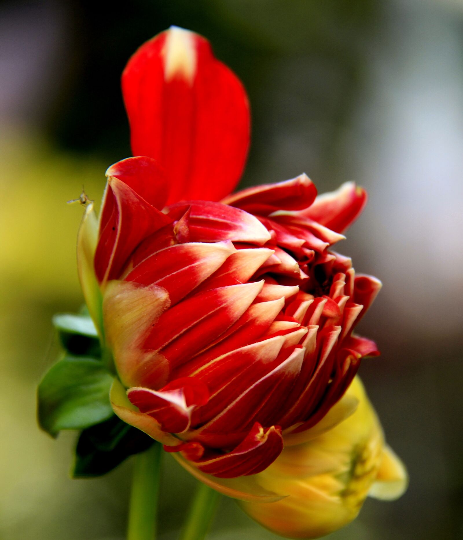 Canon EOS 7D sample photo. Dahlia, flower, nature photography
