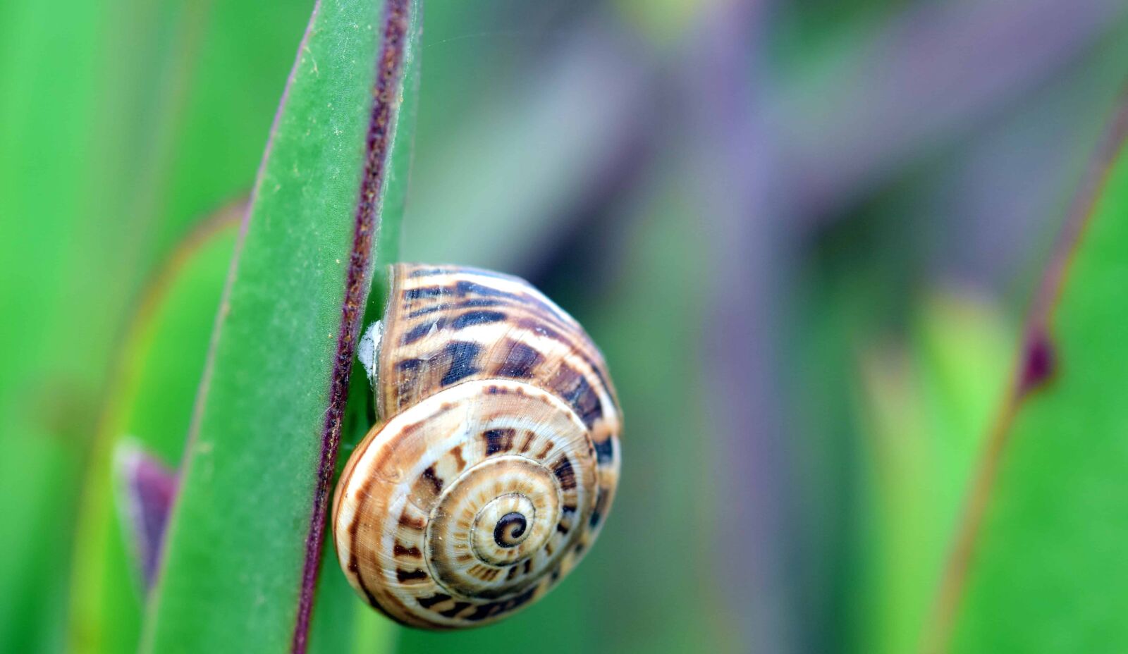 Nikon D3300 sample photo. Nature, flora, snail, shell photography