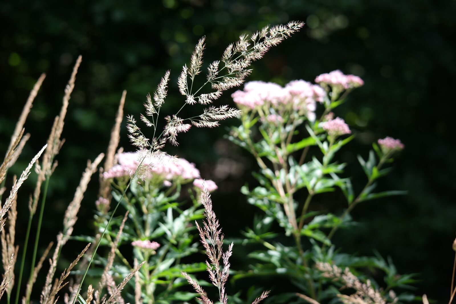 Samsung NX30 + NX 50-200mm F4-5.6 sample photo. Grass, meadow, flower photography