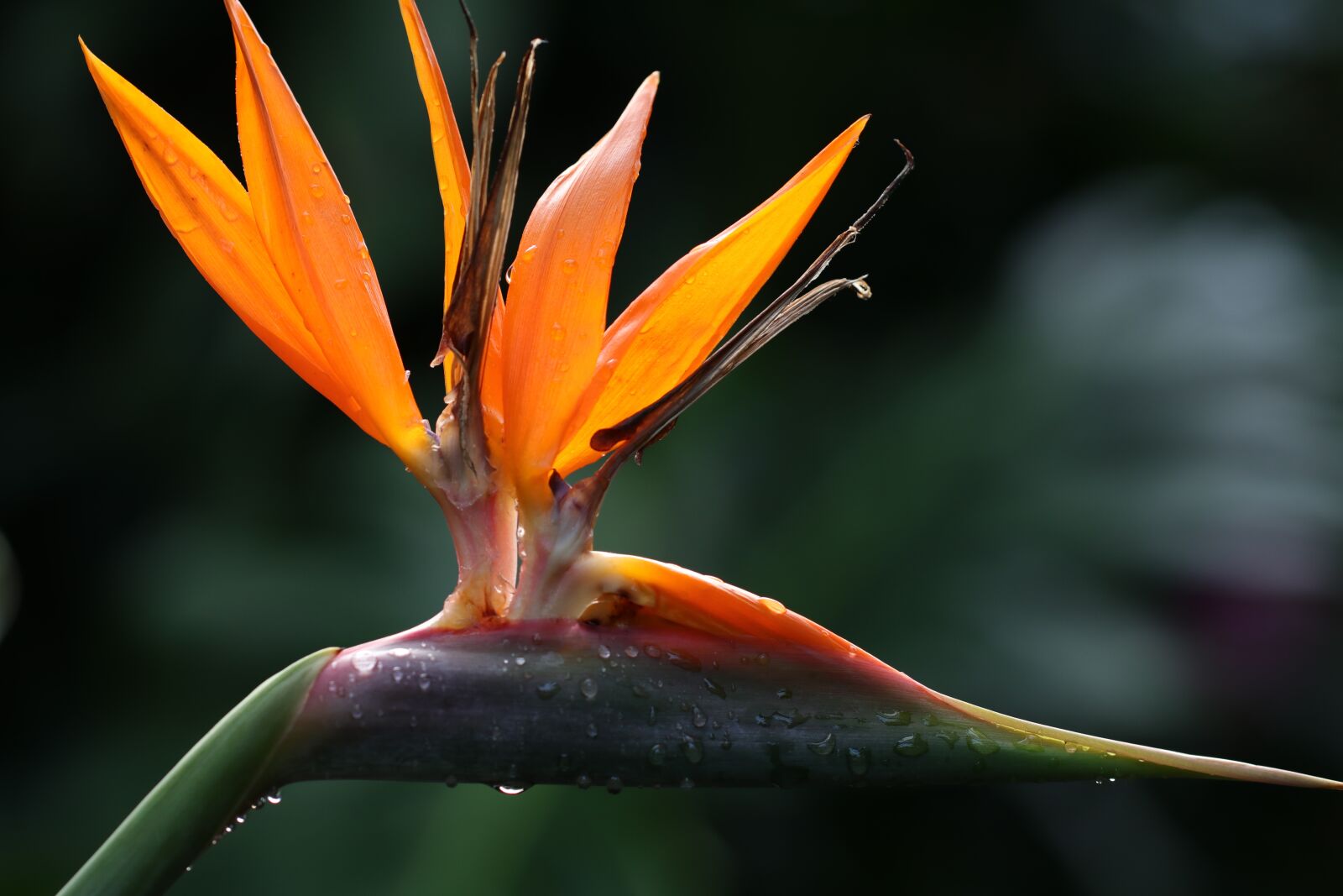 Canon EF 100mm F2.8L Macro IS USM sample photo. Flower, strelitzia, bird of photography