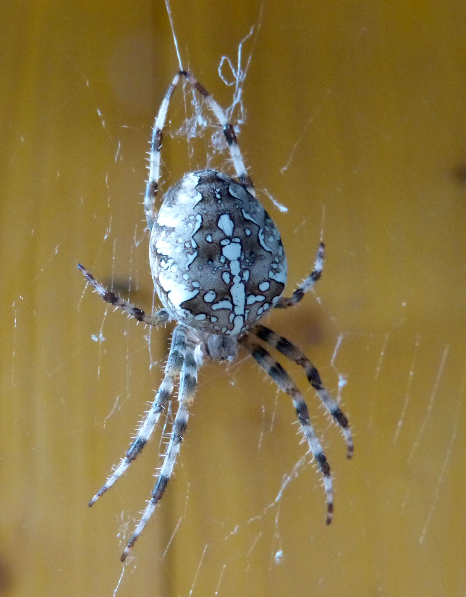 Panasonic Lumix DMC-FZ150 sample photo. Spider, araneus, insect photography