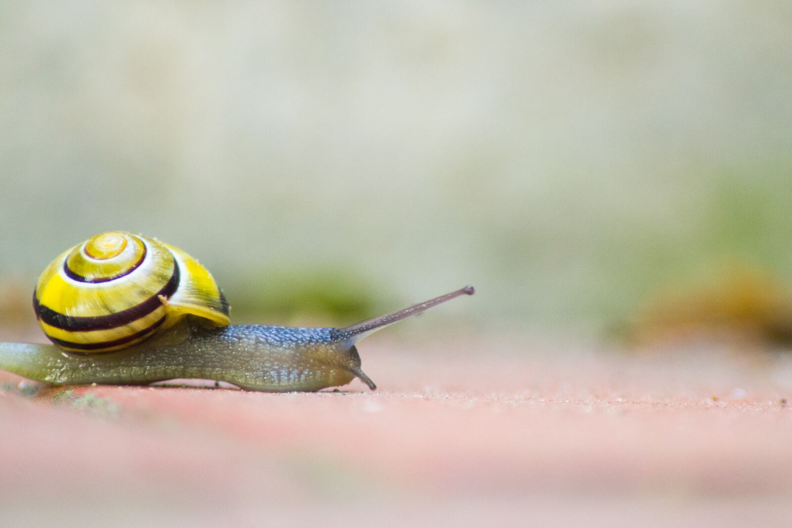 Nikon D3100 sample photo. Snail, shell, mollusk photography