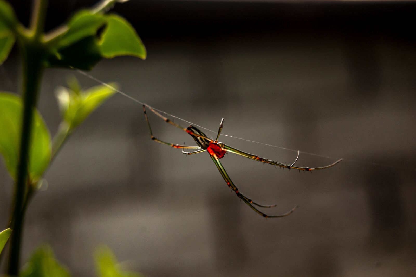 Nikon D40 sample photo. Spider, insect, nature photography