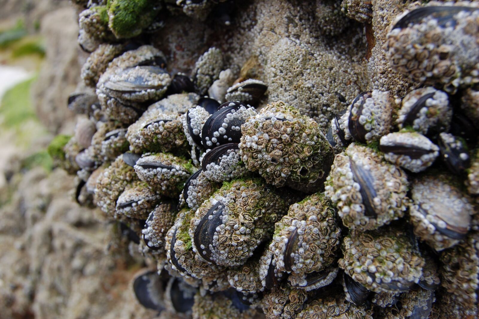 Nikon D50 sample photo. Mussels, ebb, sea grass photography