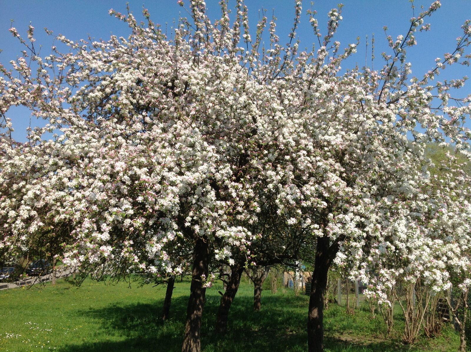 Apple iPad sample photo. Apple, tree, blossom photography
