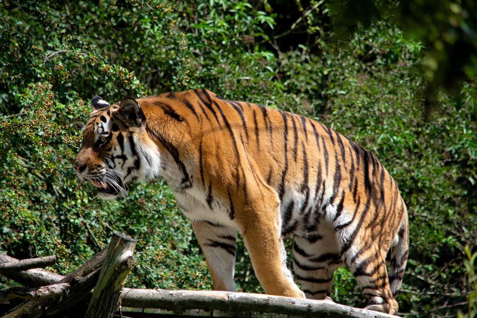 Nikon D7100 sample photo. Tiger, animal, animal world photography