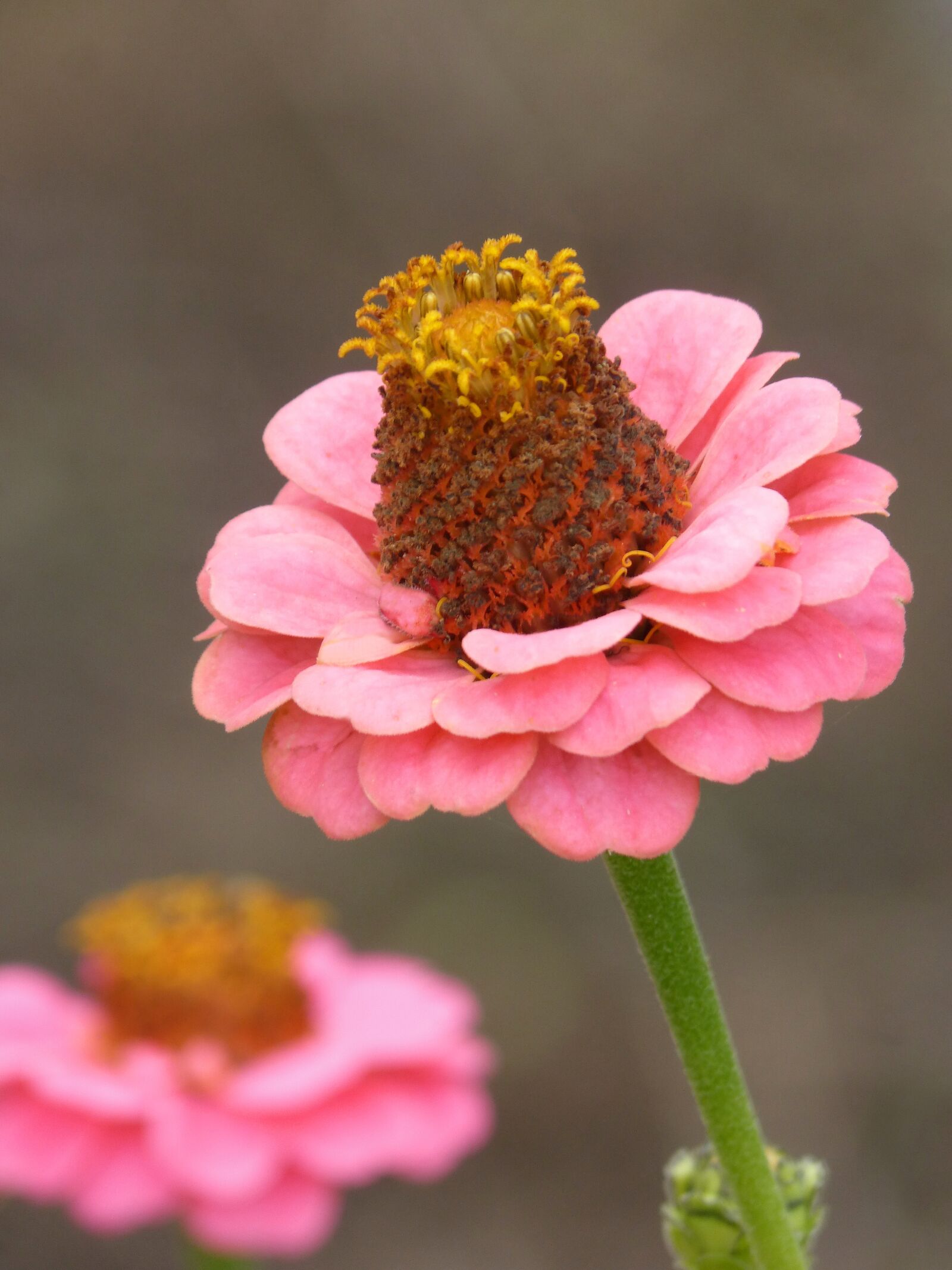 Panasonic DMC-FZ62 sample photo. Flower, zinia, pink photography